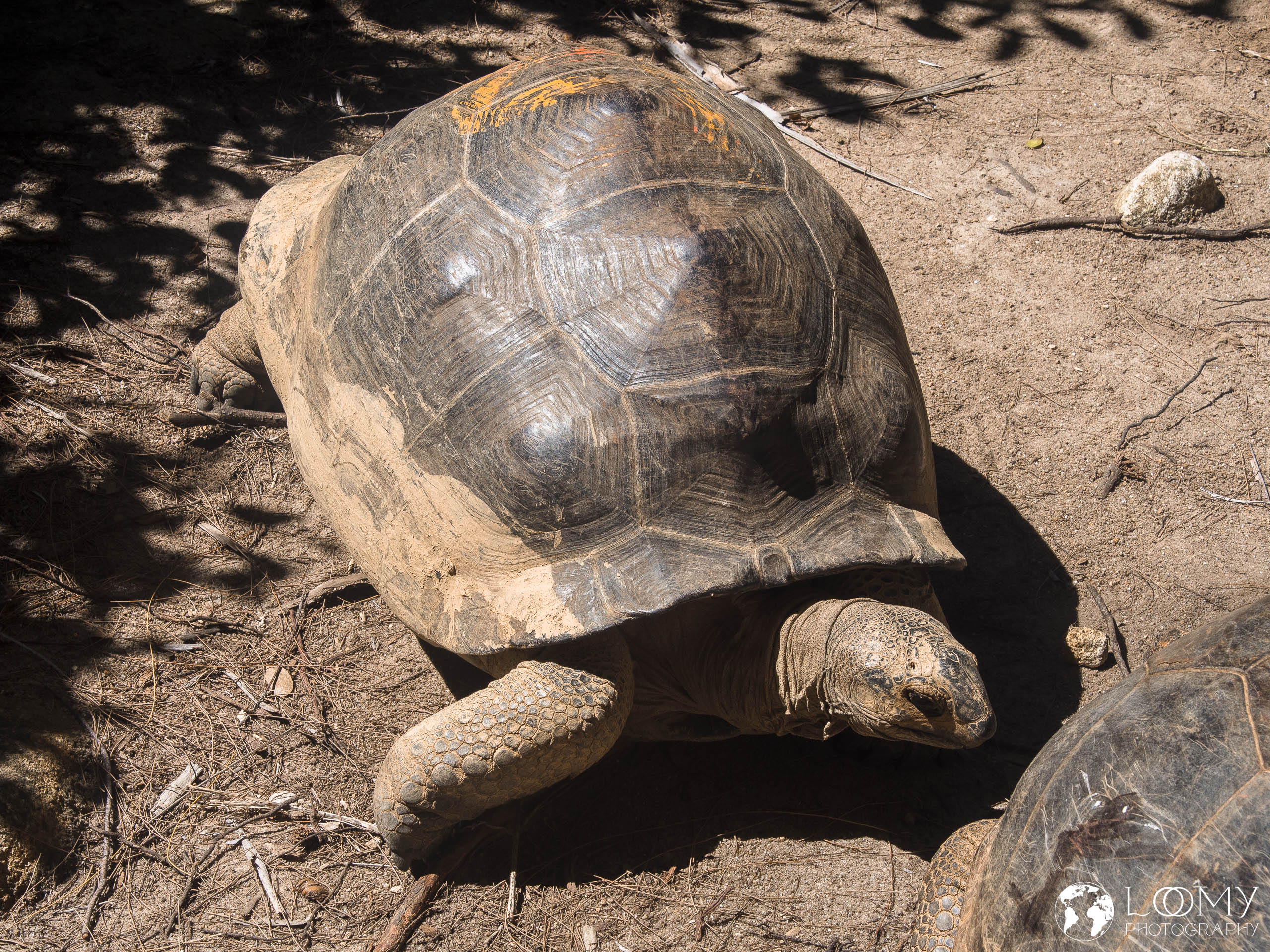 Aldabra-Riesenschildkröte