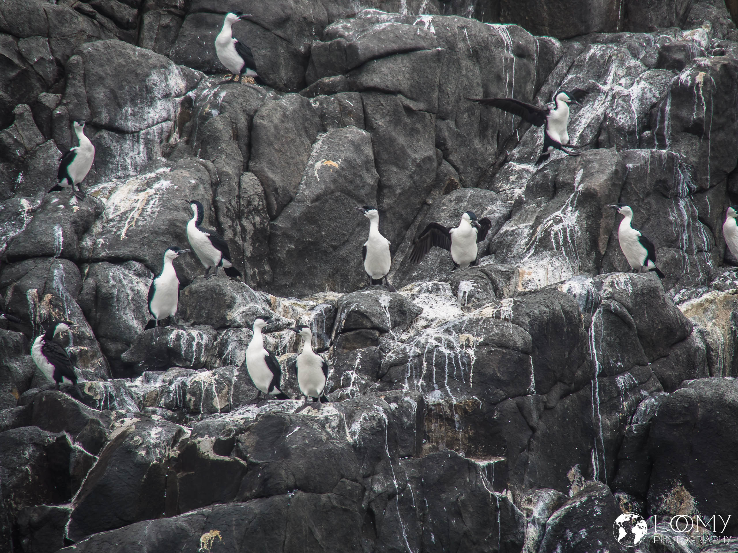 Schwarzgesichtscharbe