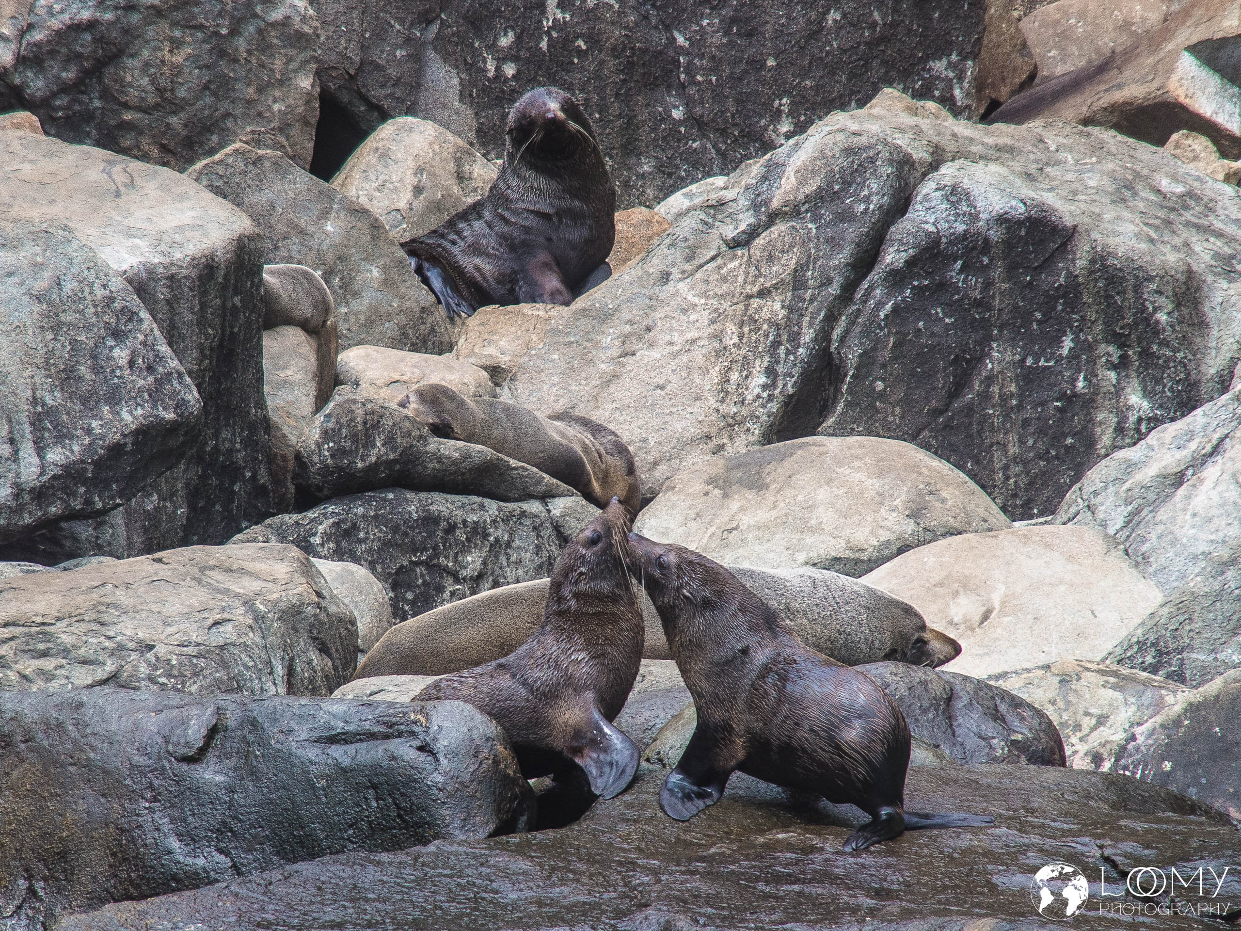 Australischer Seebär