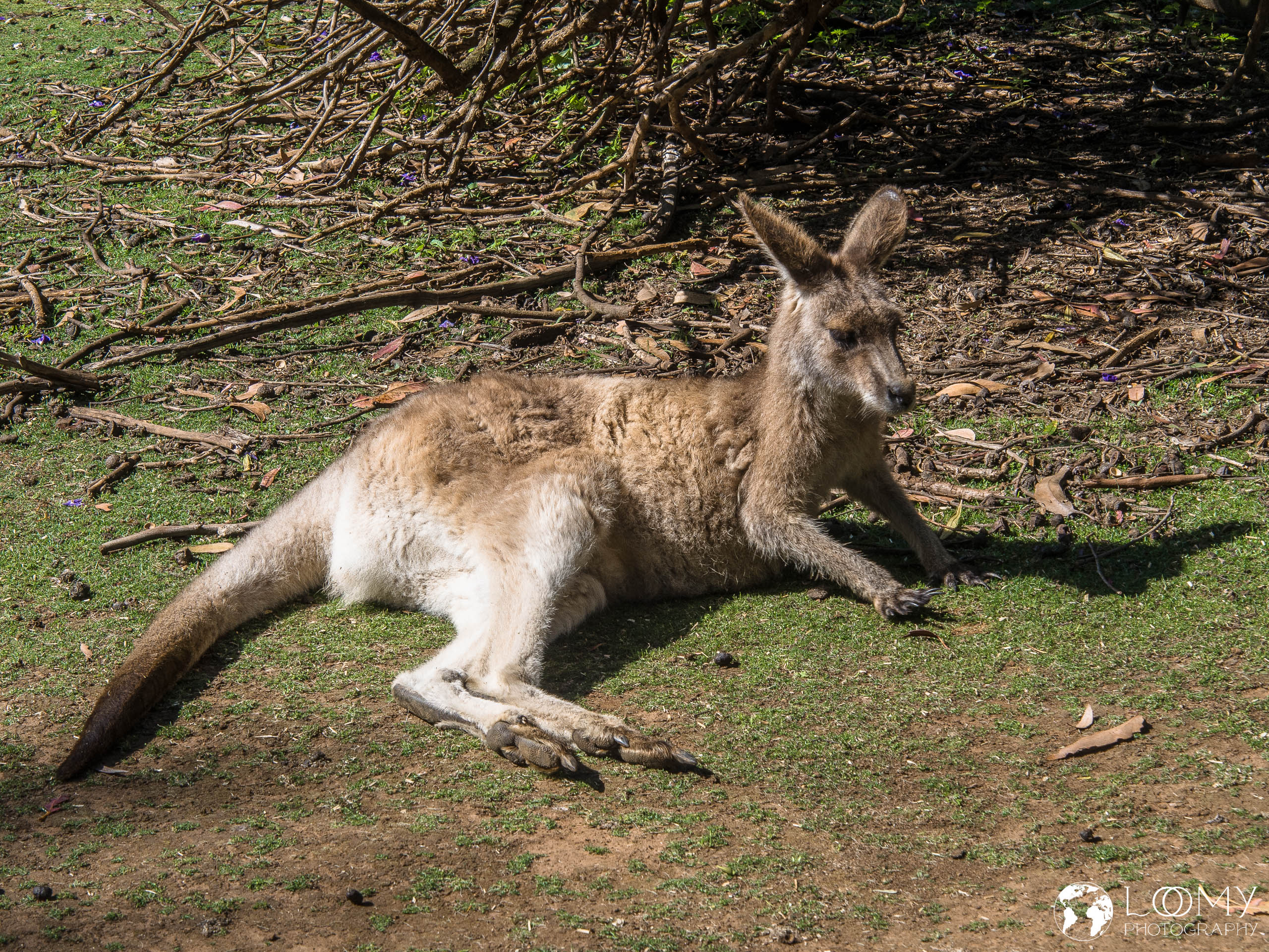 Östliche Graue Riesenkänguru