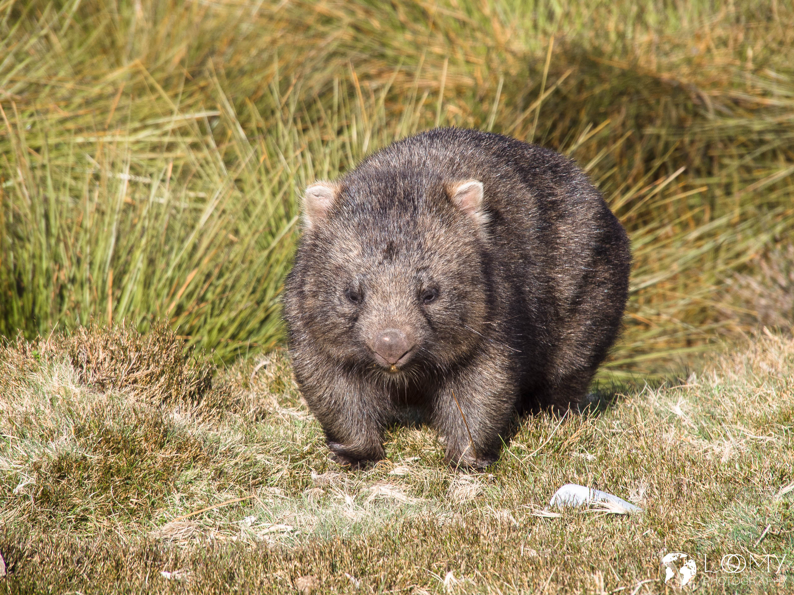 Wombat