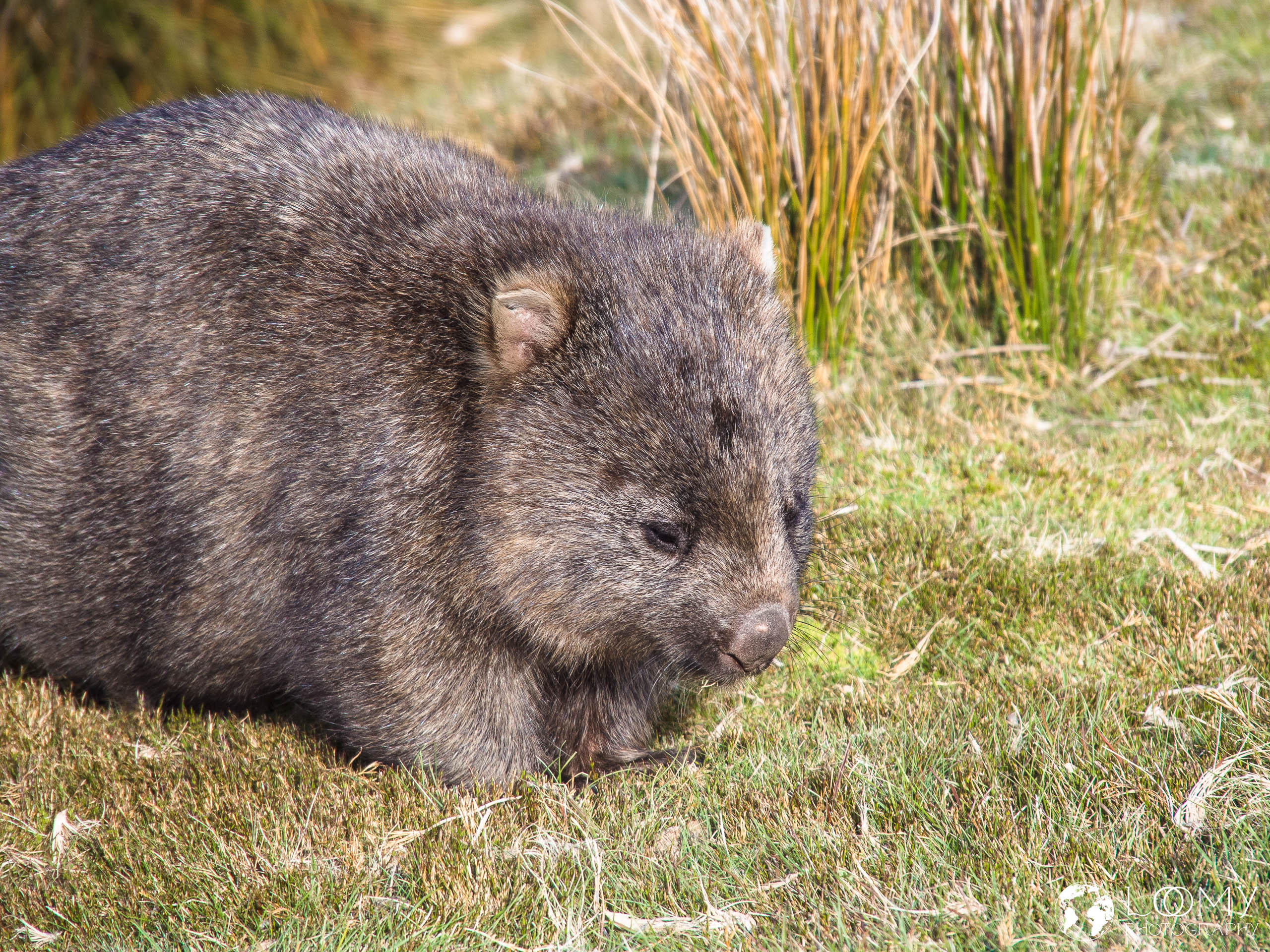 Wombat