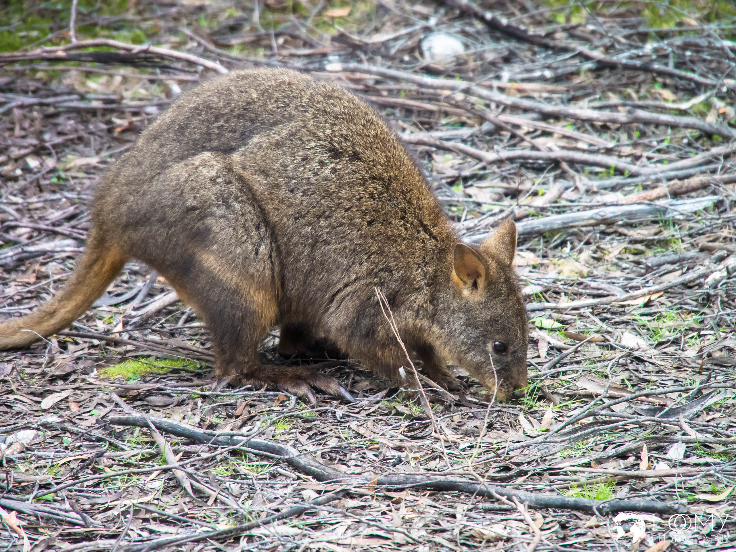 Pademelon