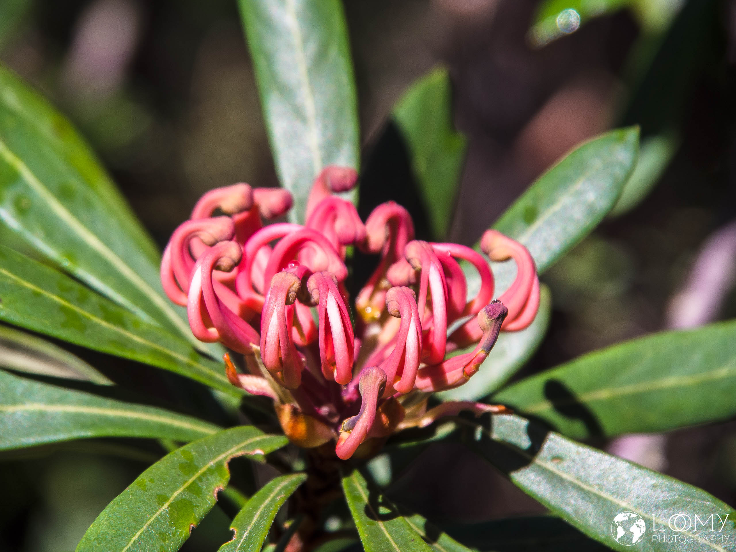 Tasmanian waratah