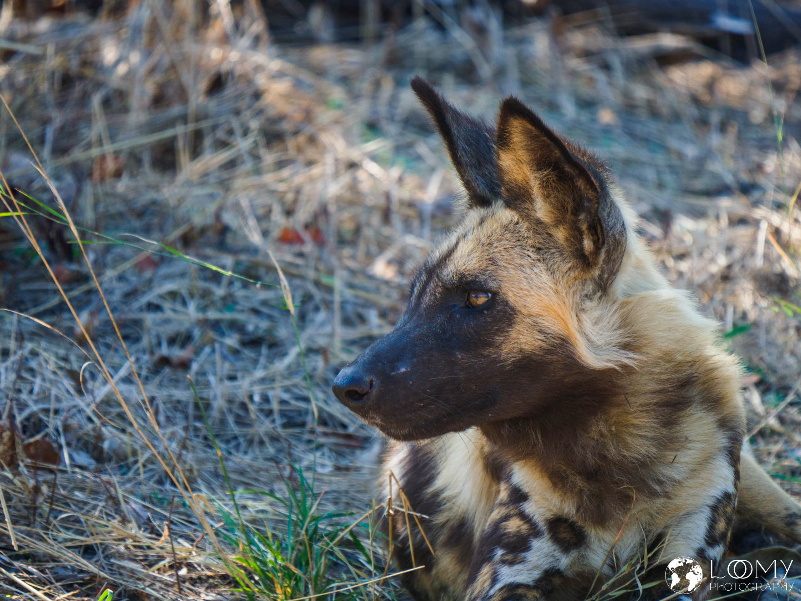 Afrikanischer Wildhund