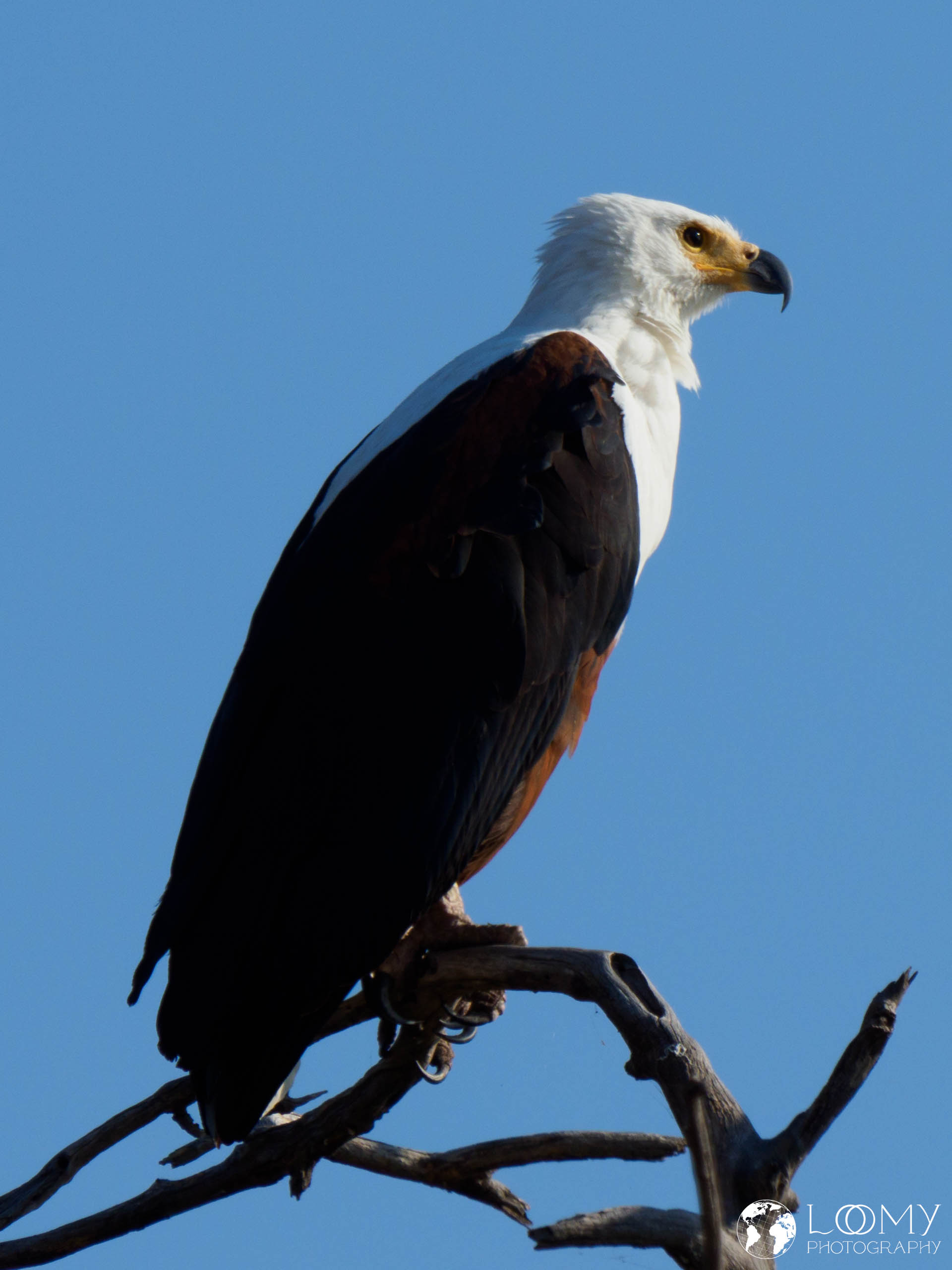 Schreiseeadler