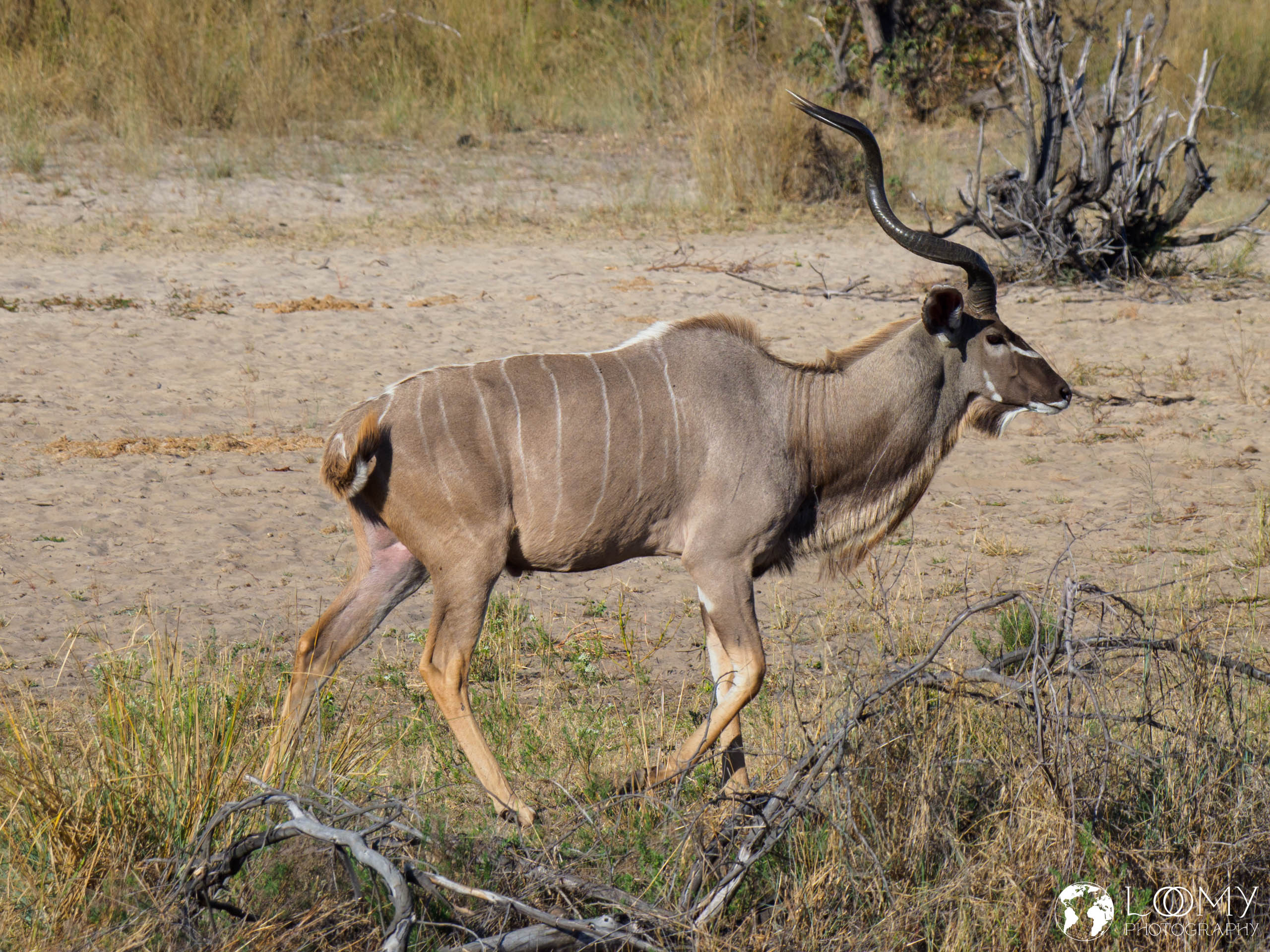 Kudu