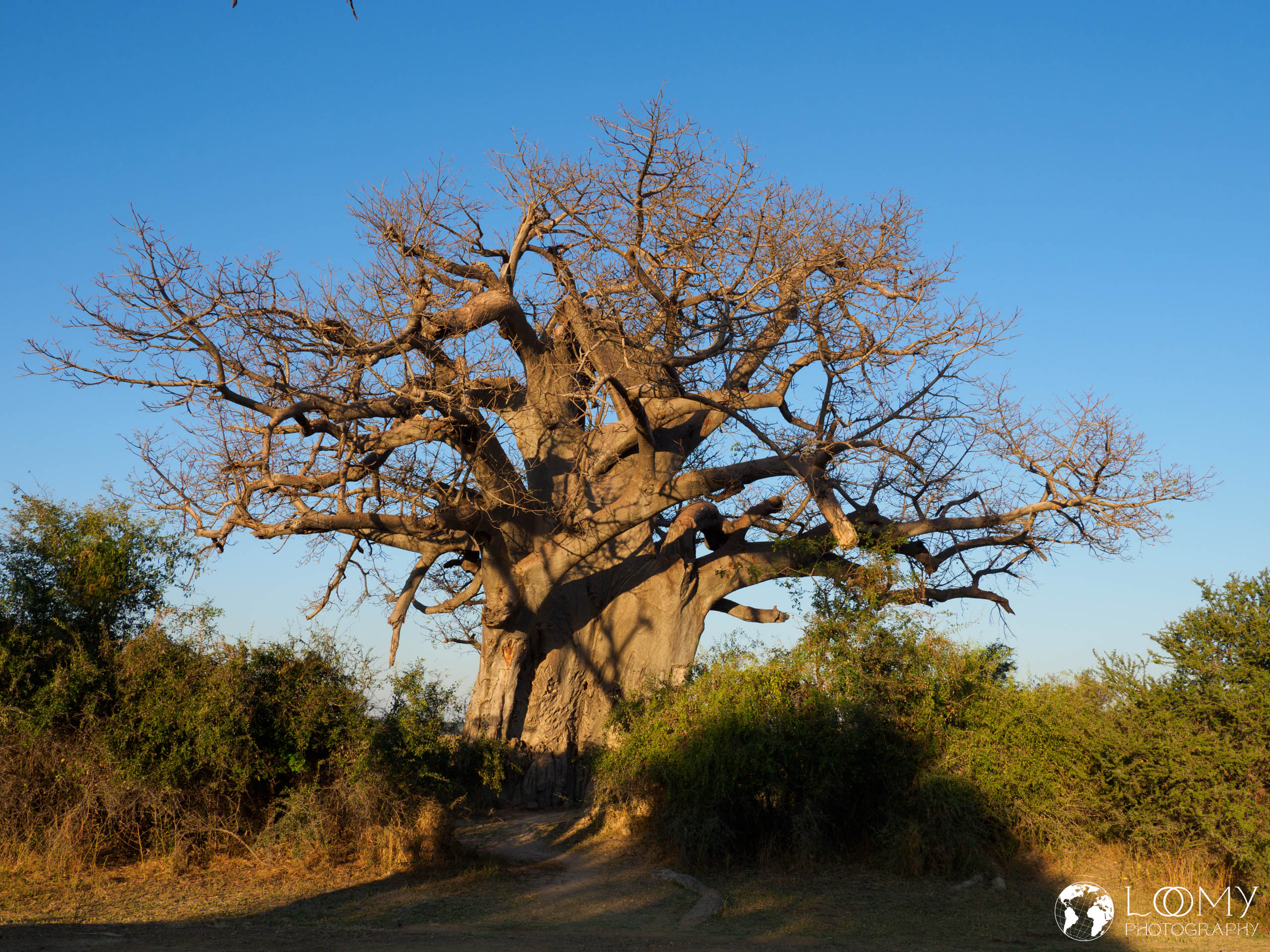Baobab