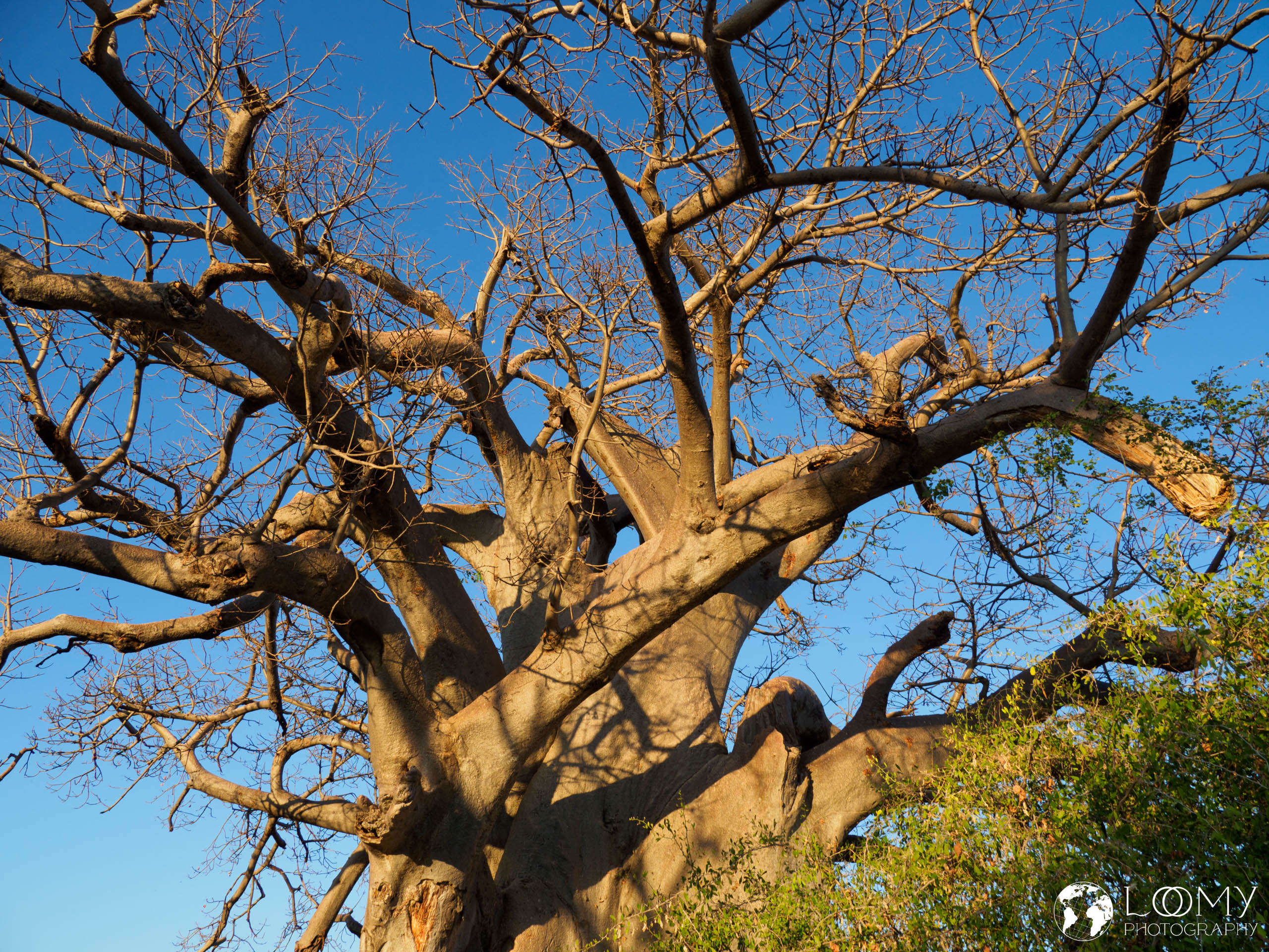 Baobab