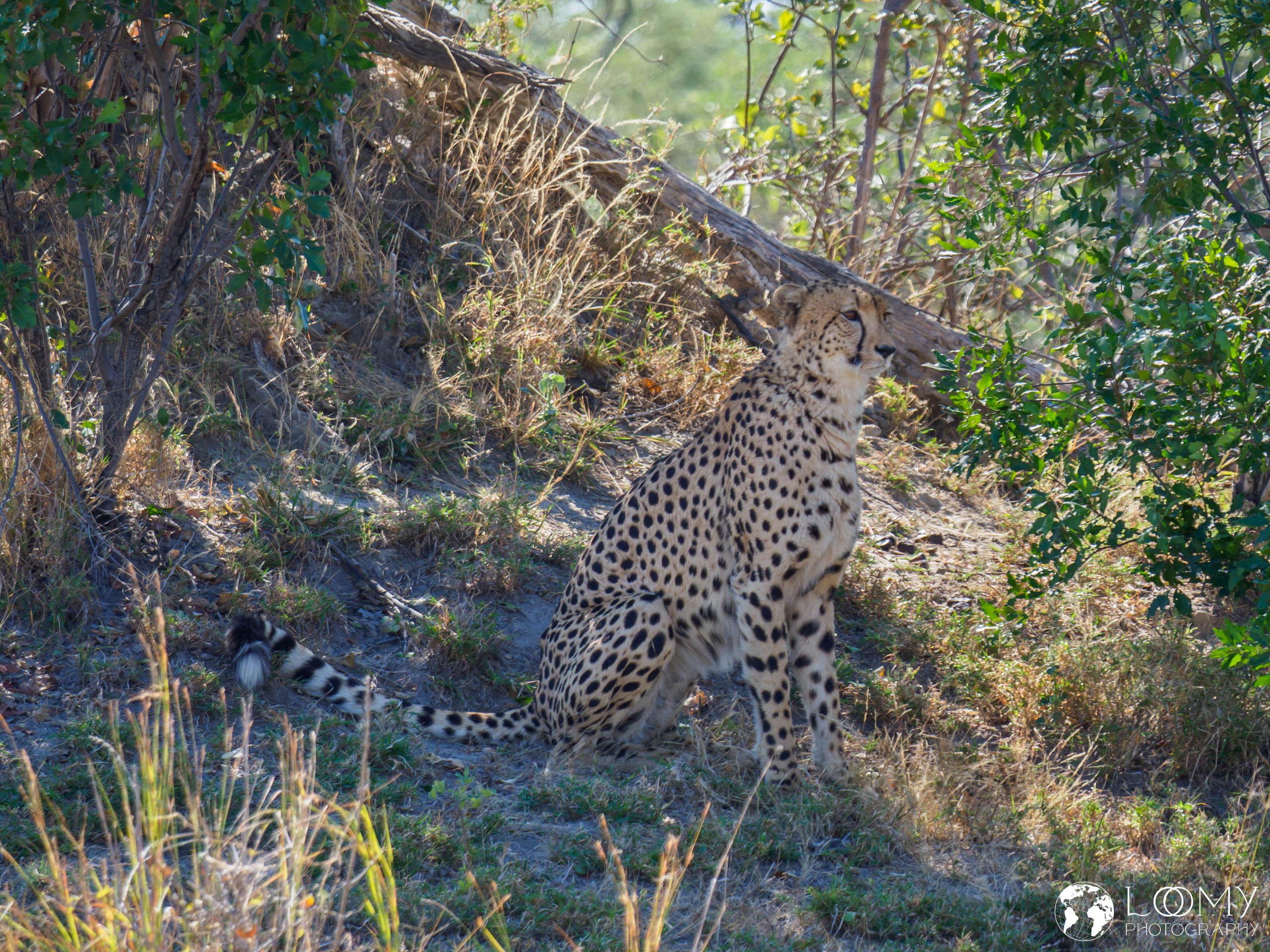 Gepard