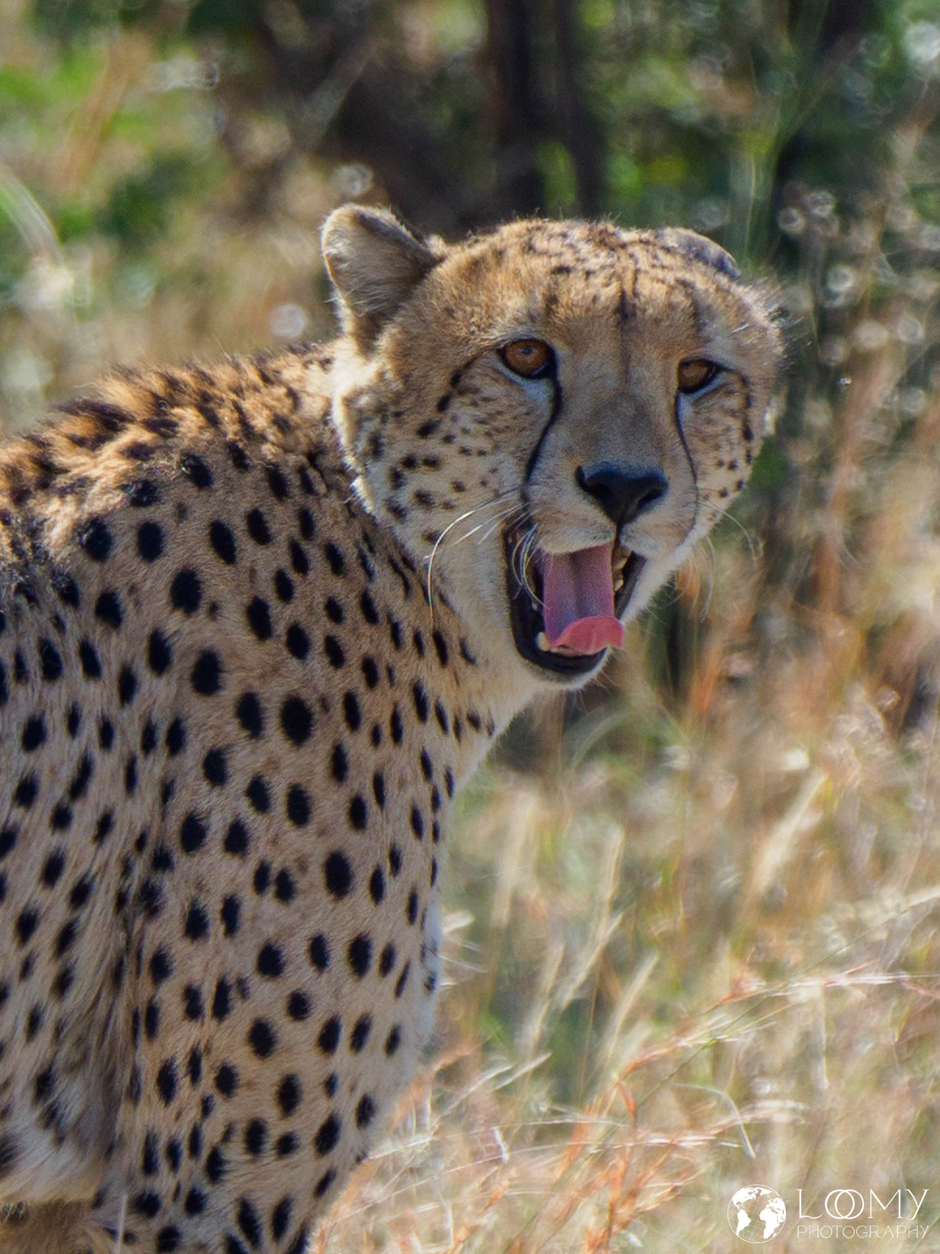 Gepard