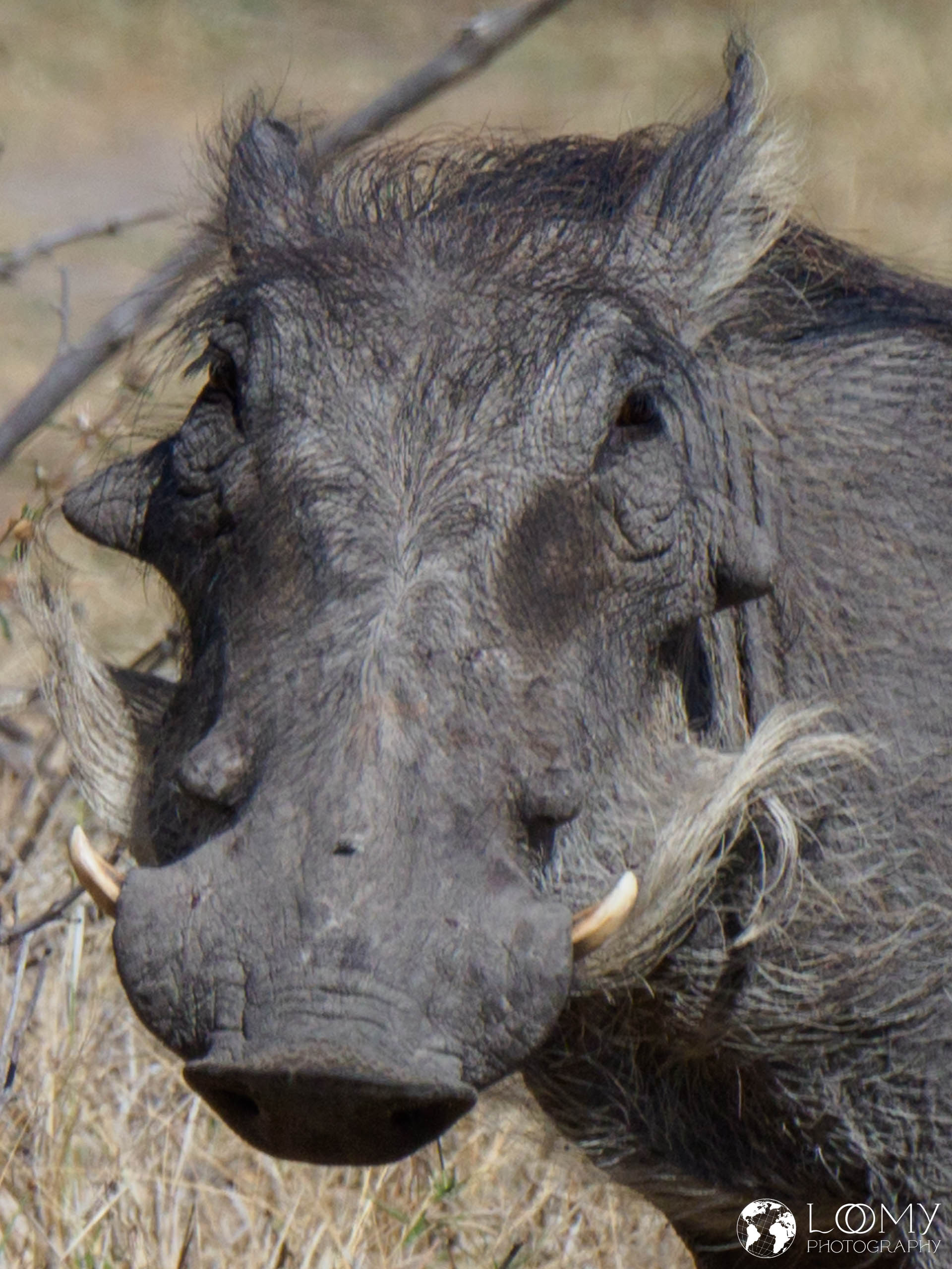 Warzenschwein