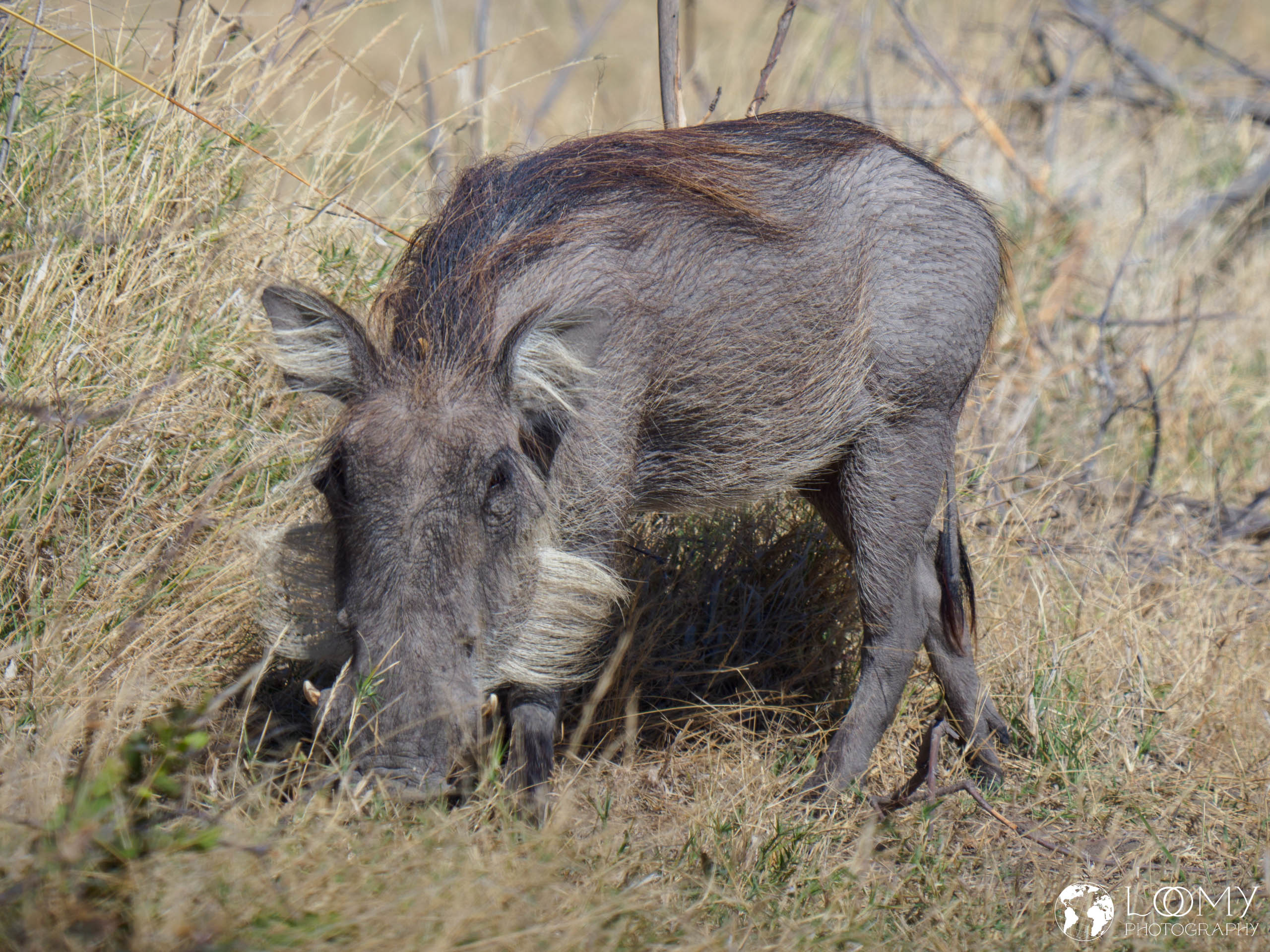 Warzenschwein