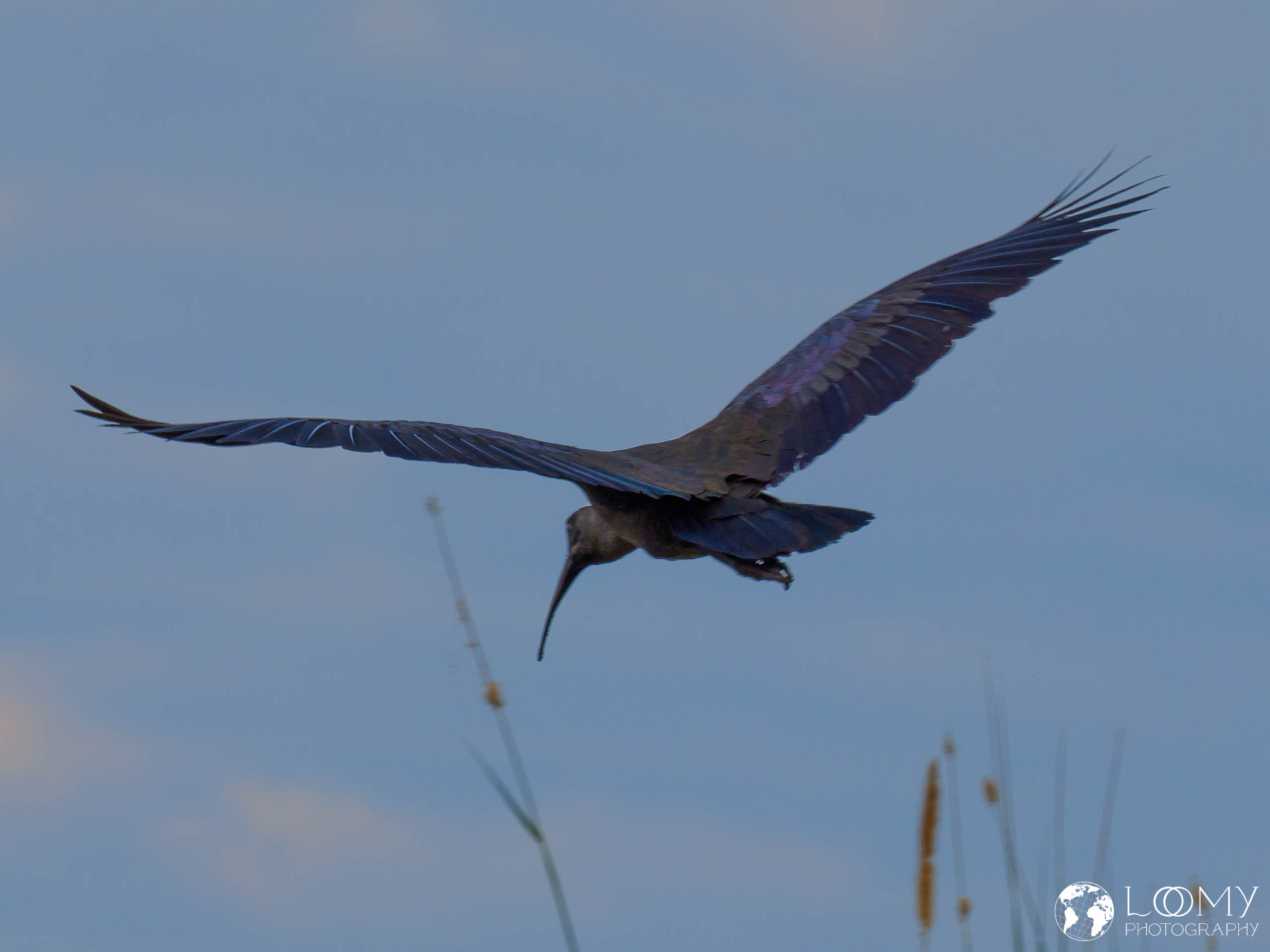 Grüner Ibis