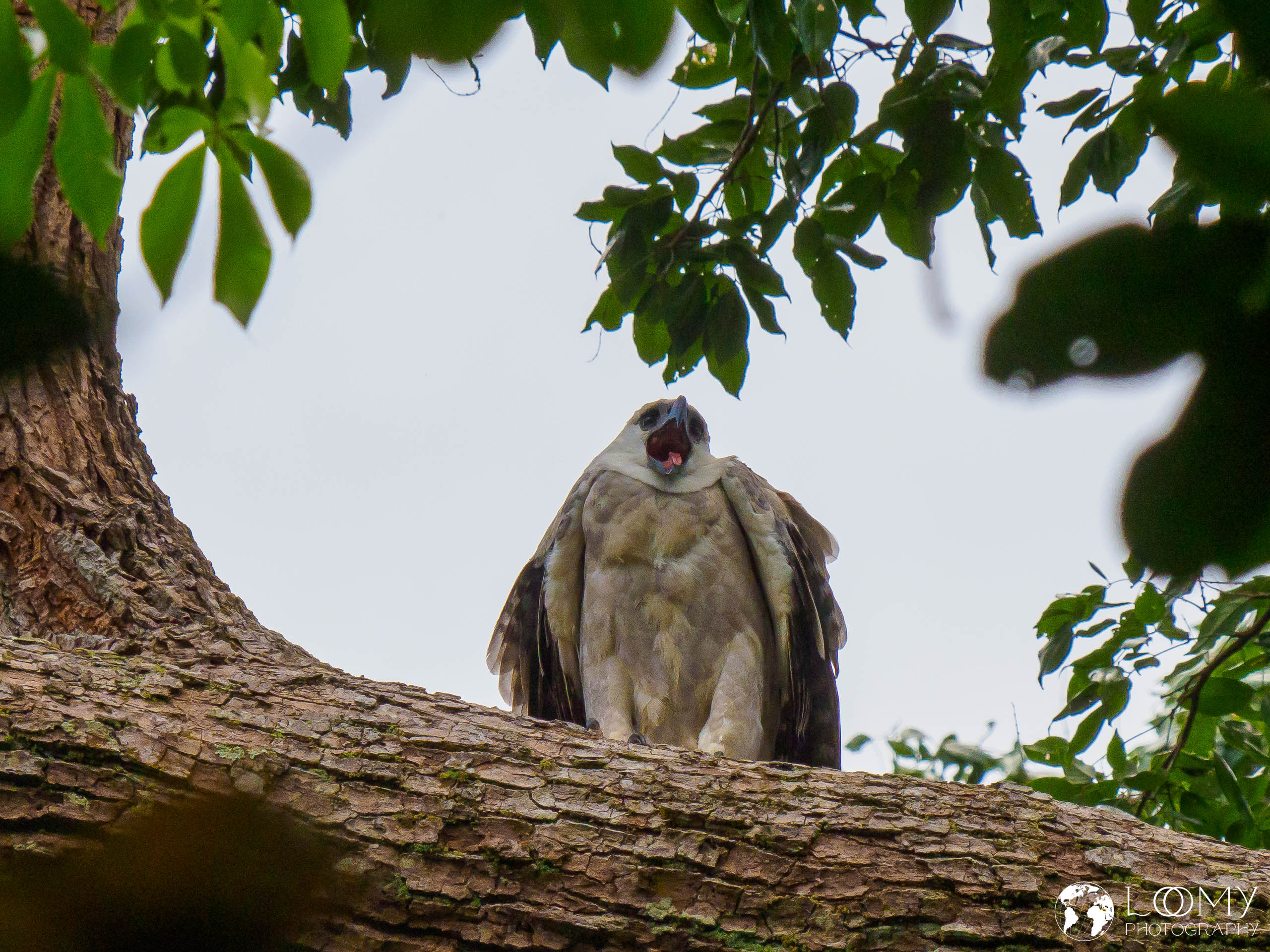 Harpy Eagle (Harpie)