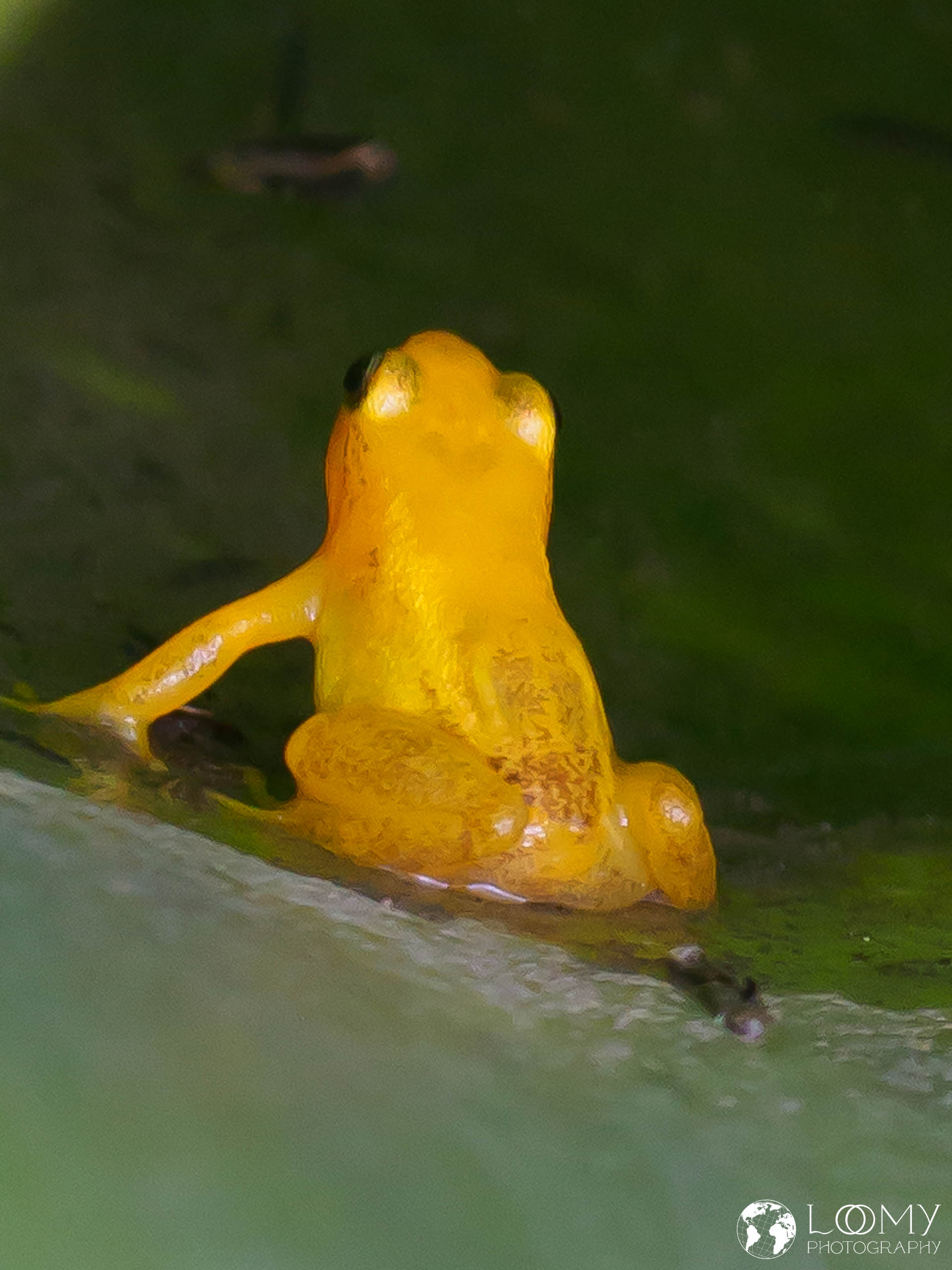 Gelber Pfeilgiftfrosch