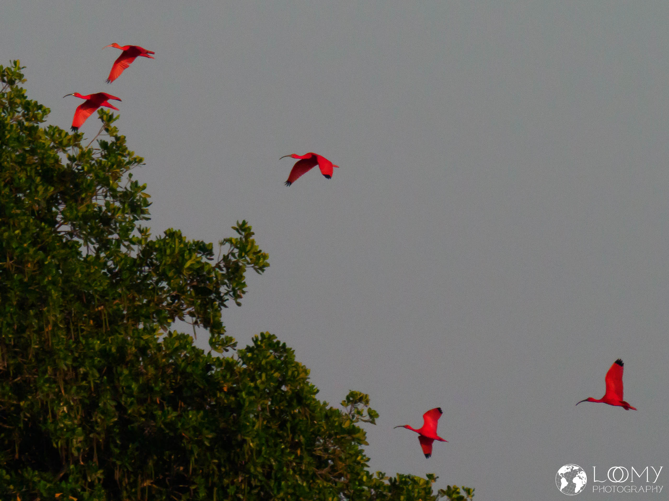 Roter Ibis (Scharlachsichler)