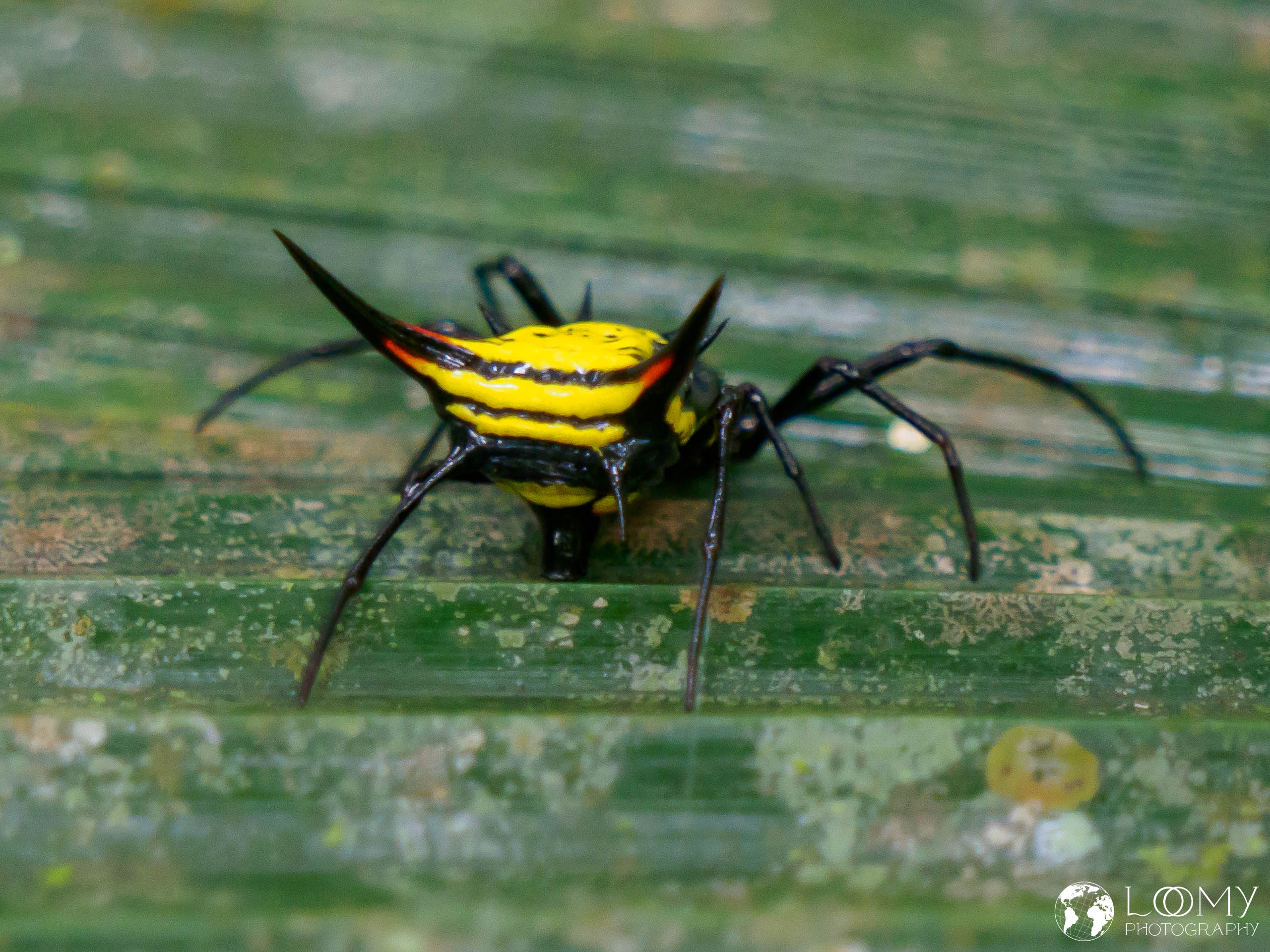 Bunte Spinne