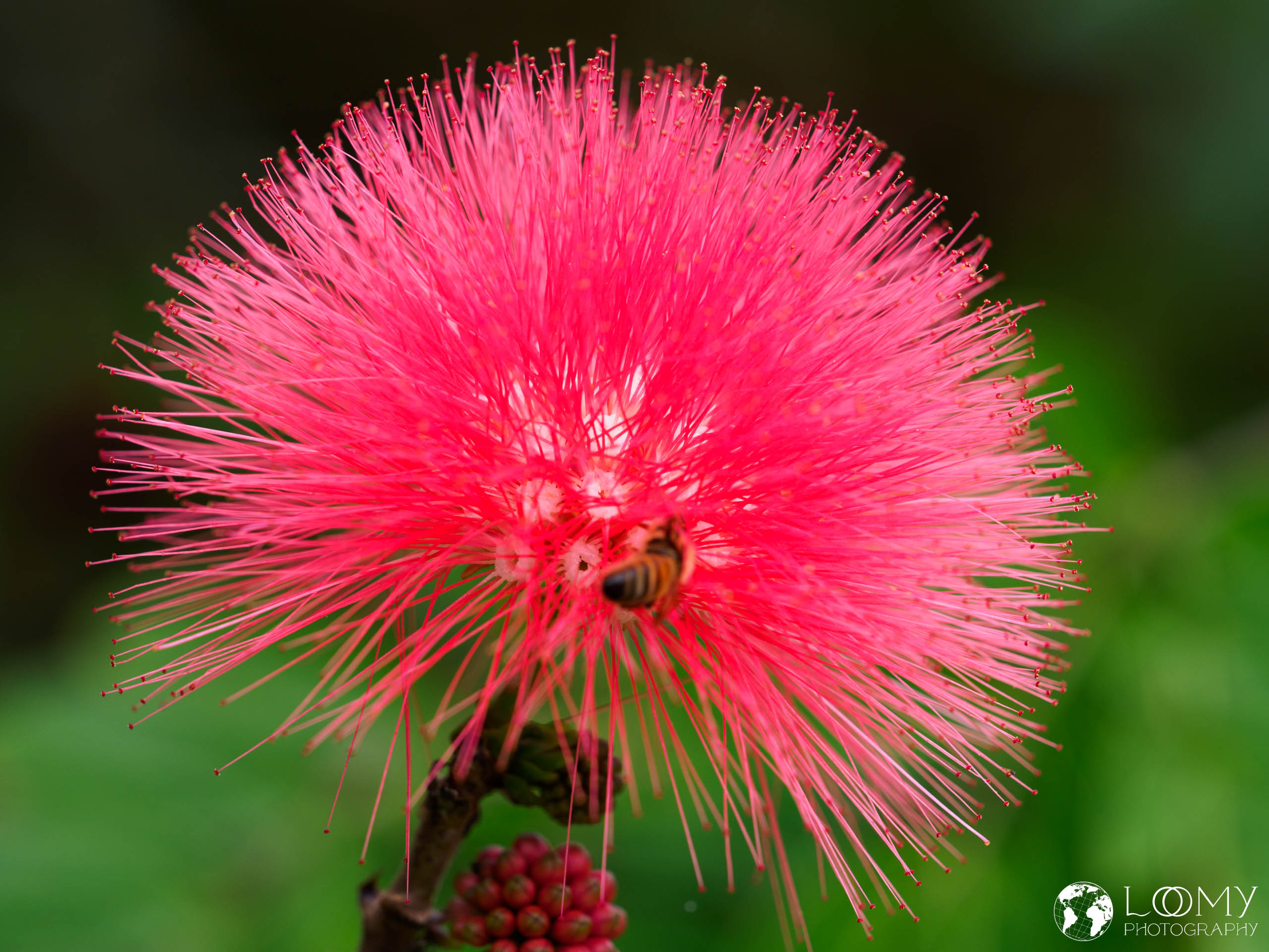 Calliandra haematocephala