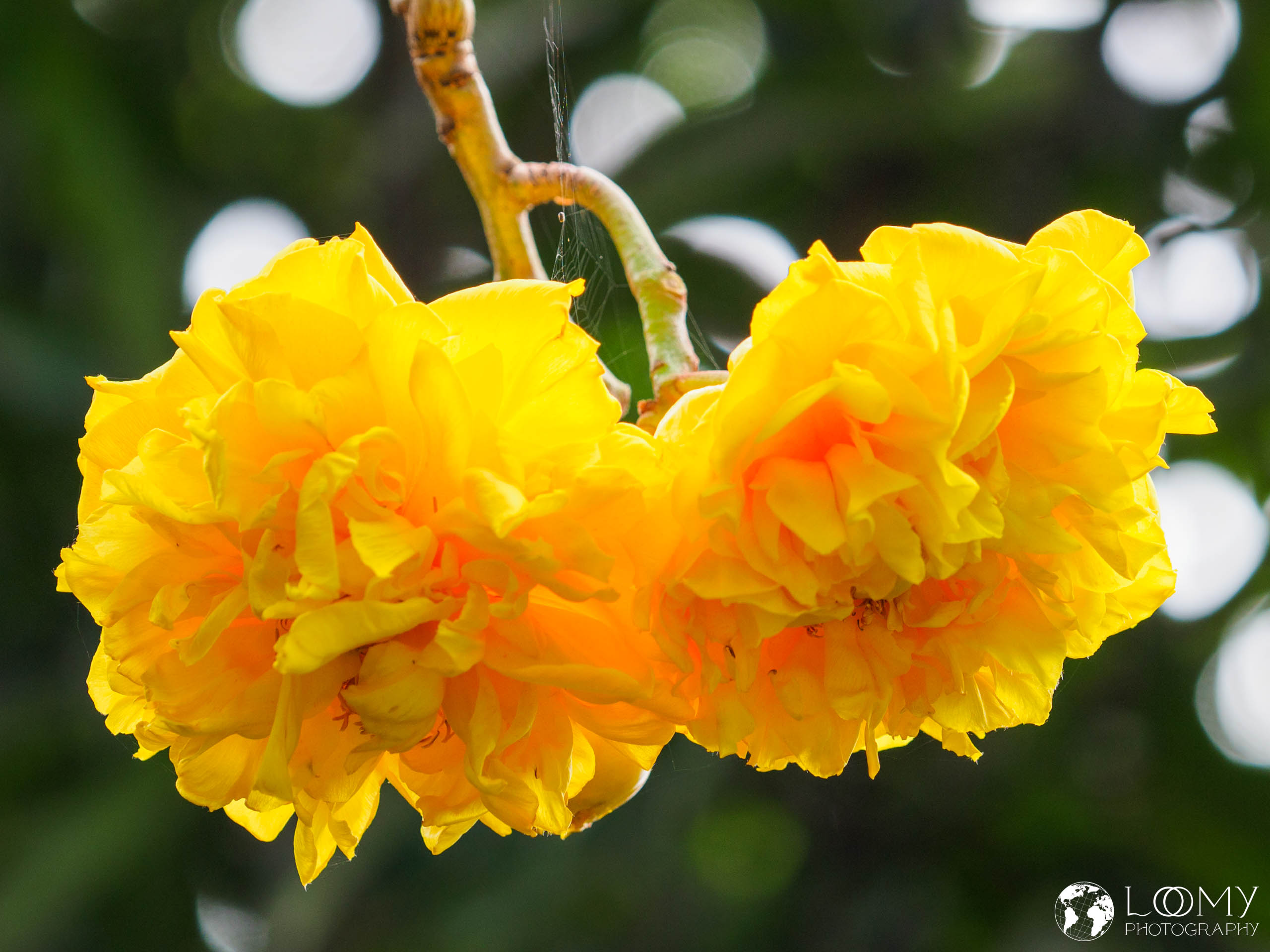 Brasilianischer Rosenbaum