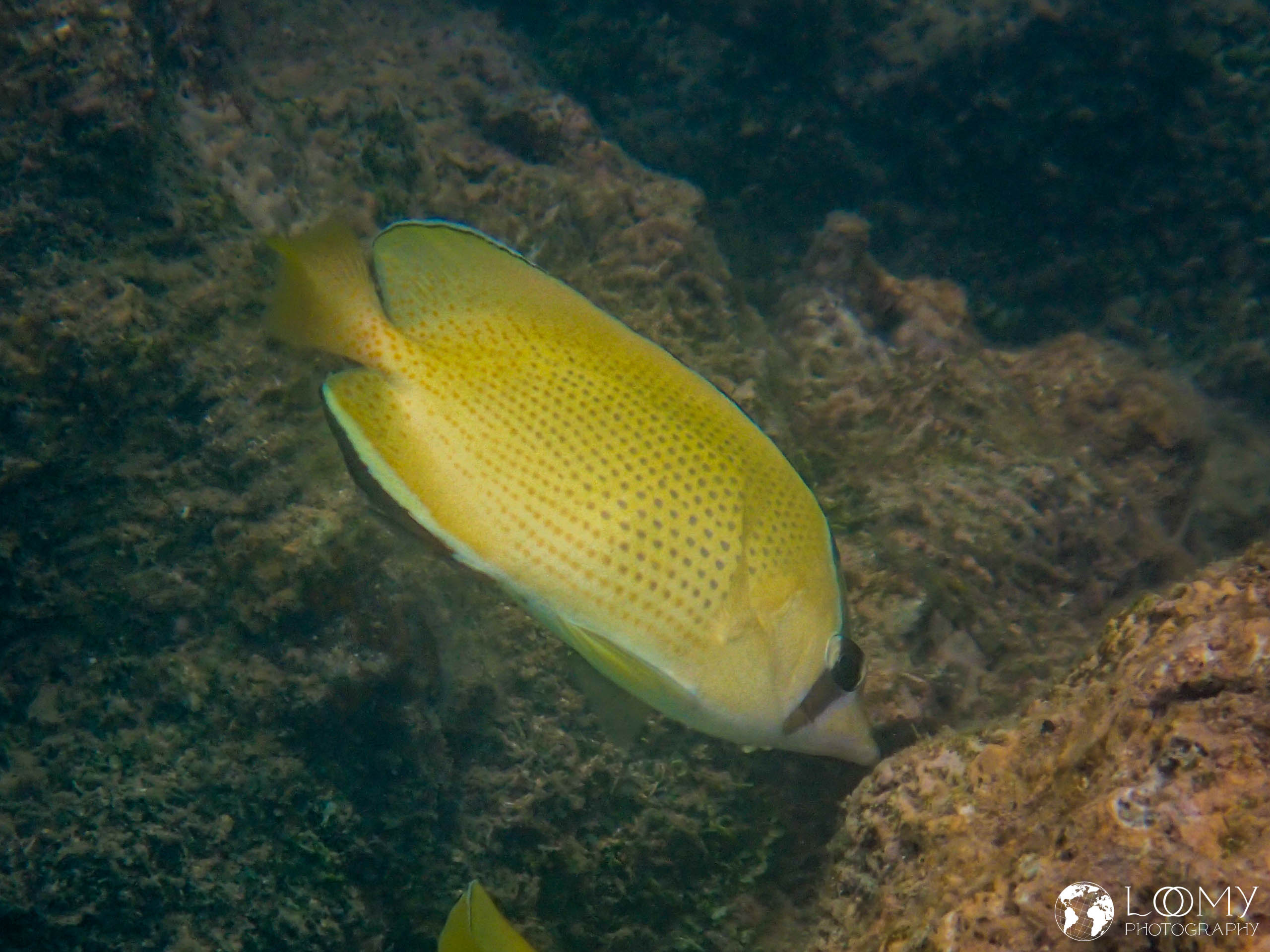 Punktierter Falterfisch