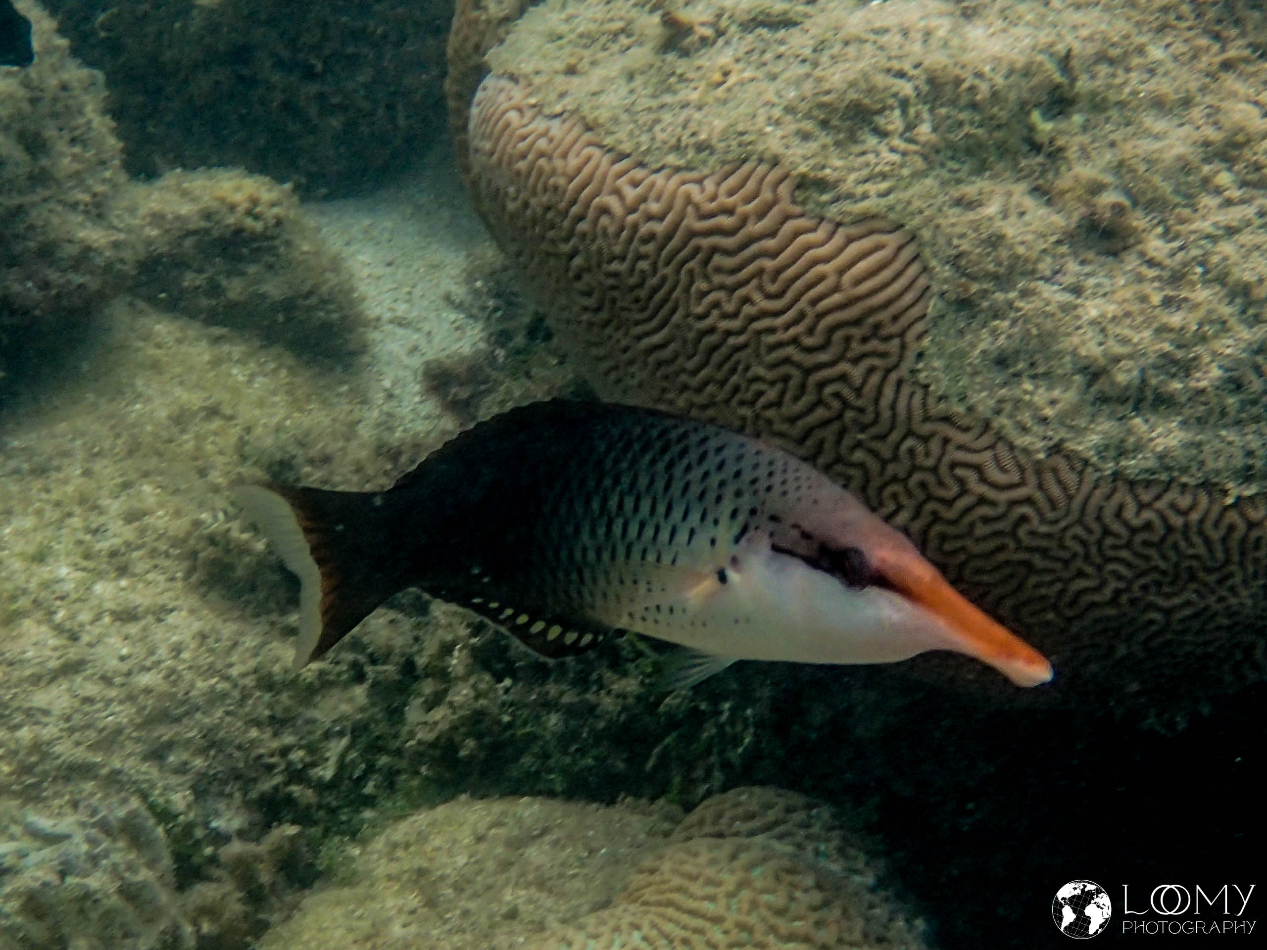 Langnasen-Lippfisch
