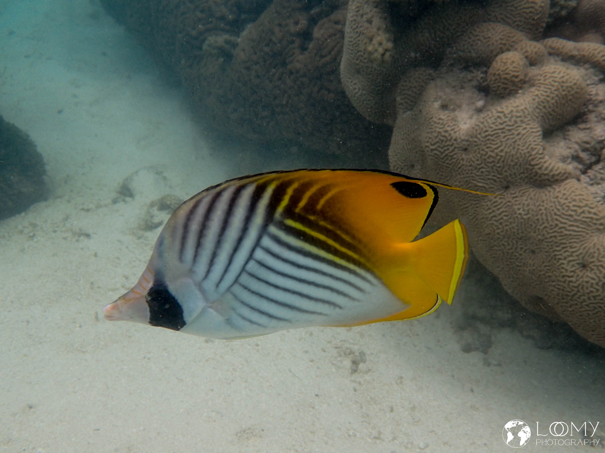 Fähnchen-Falterfisch