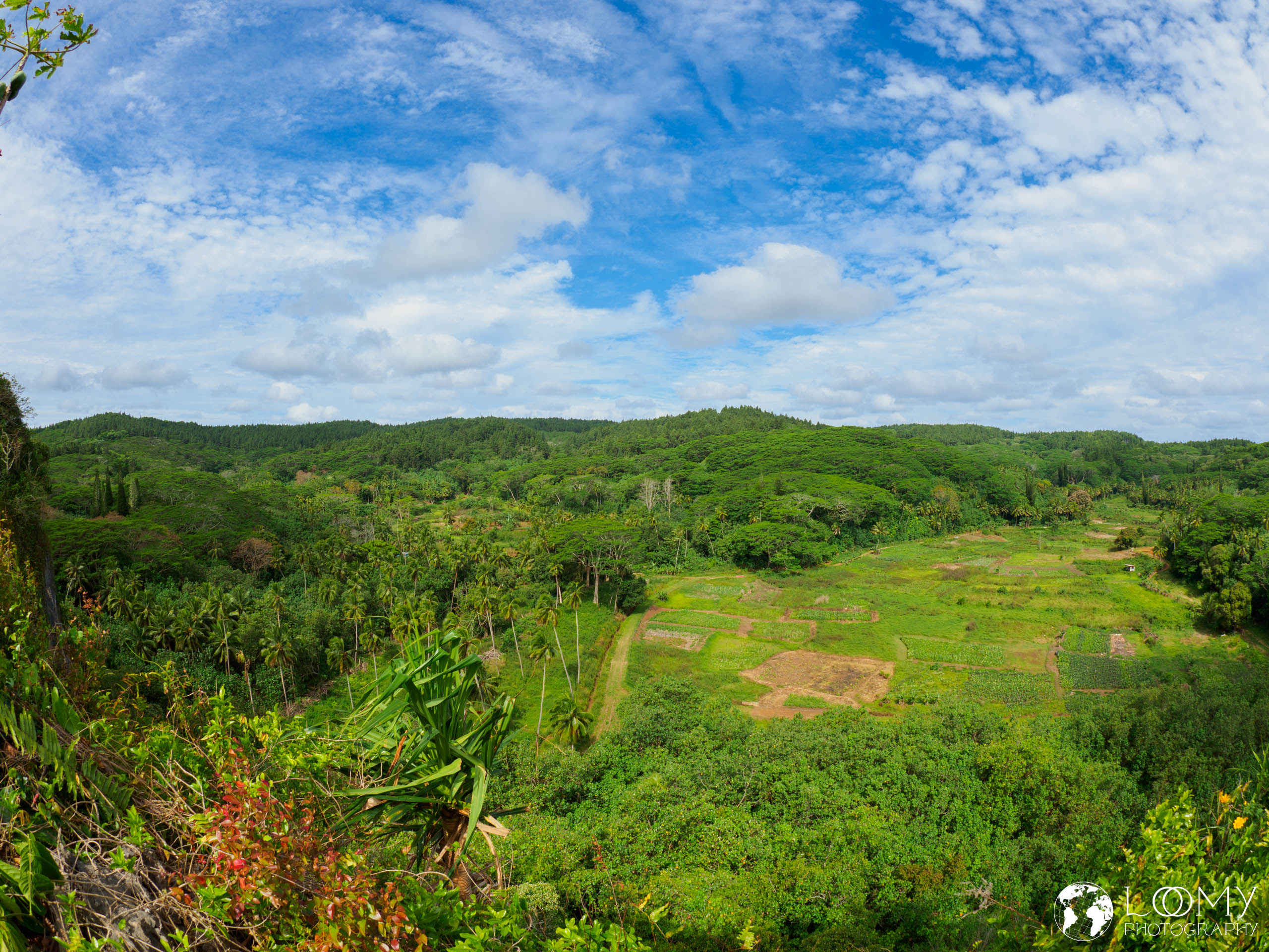 Blick auf Taro Felder