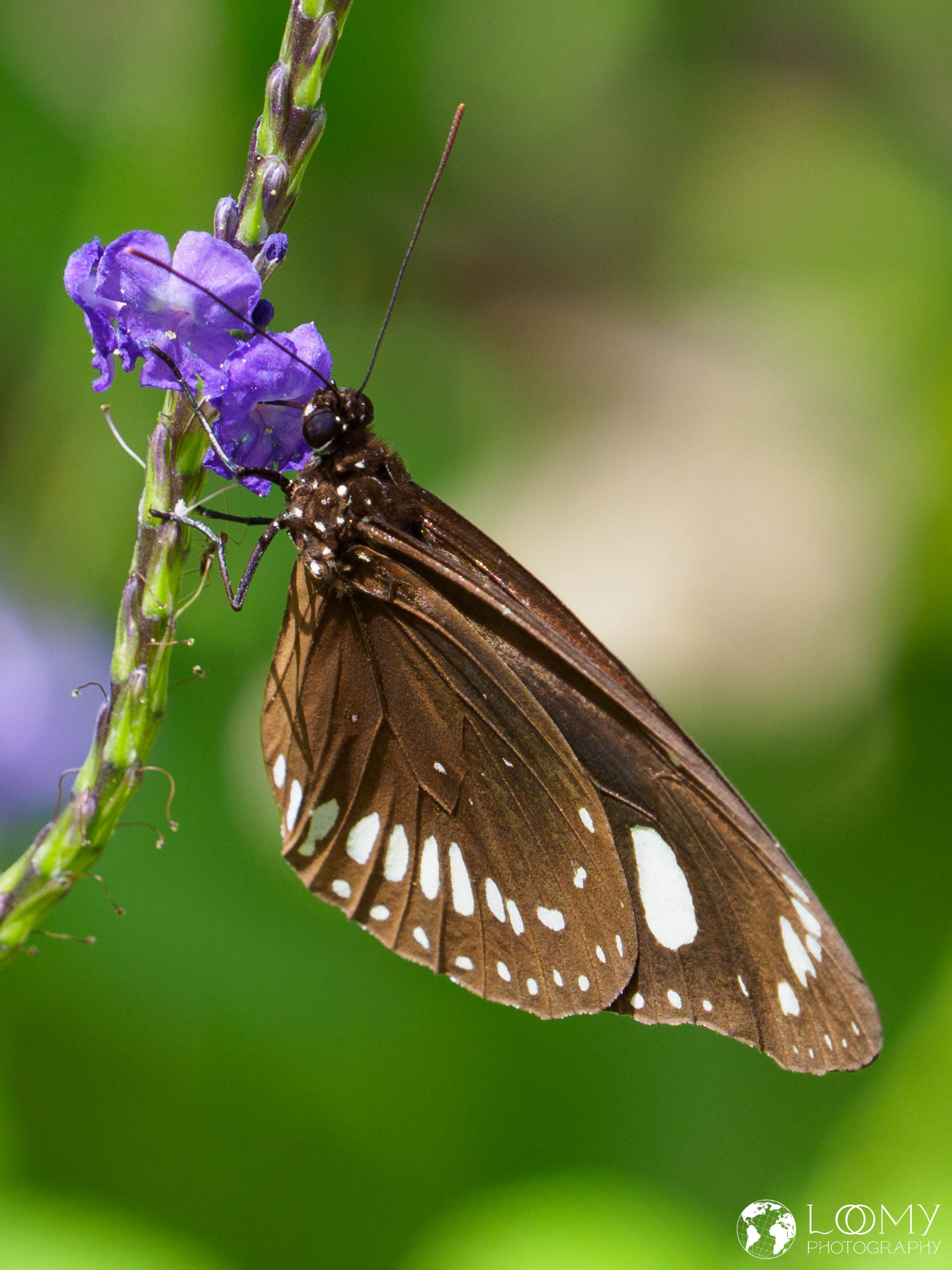 Euploea lewinii perryi
