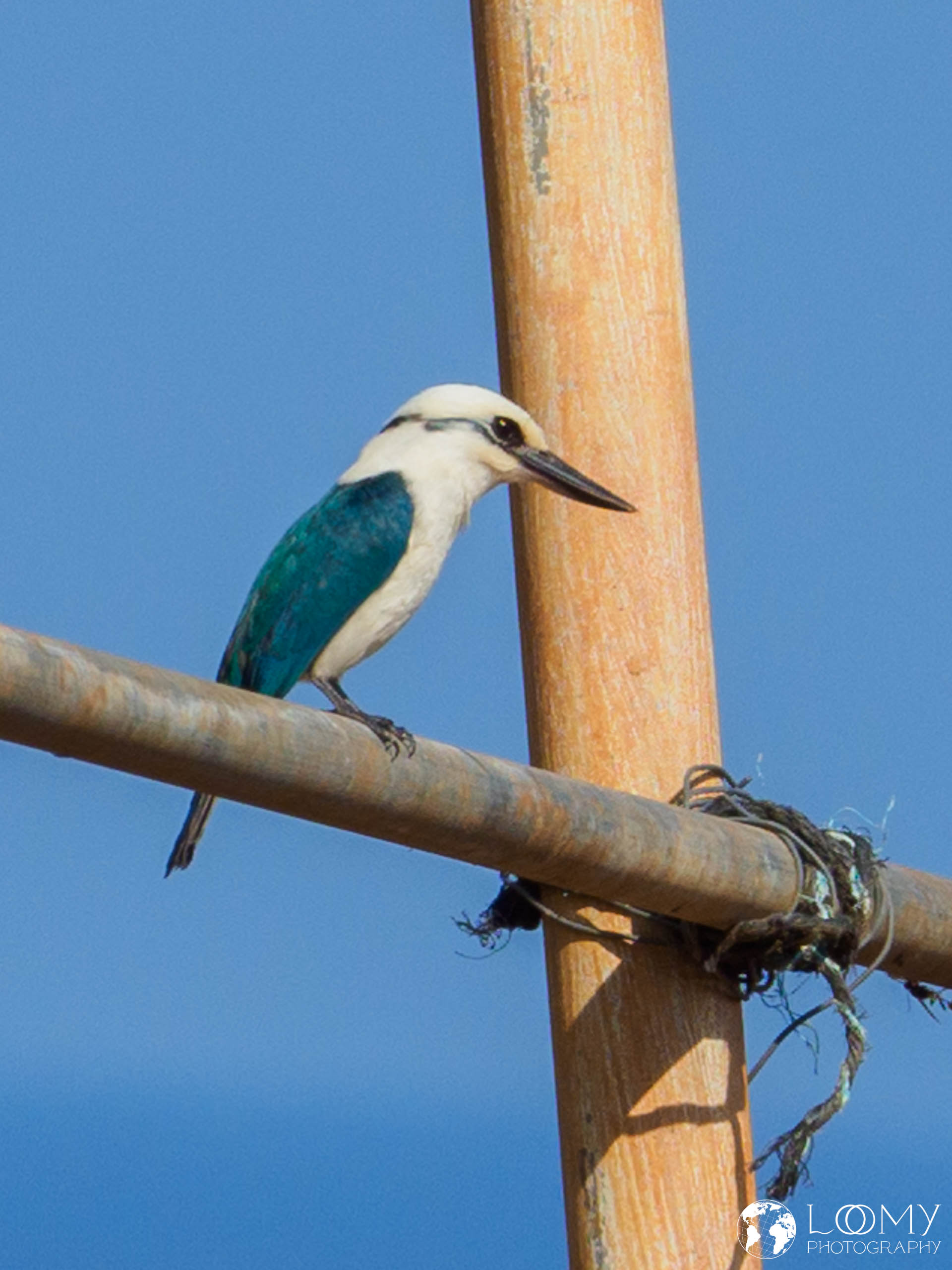 Chattering Kingfisher
