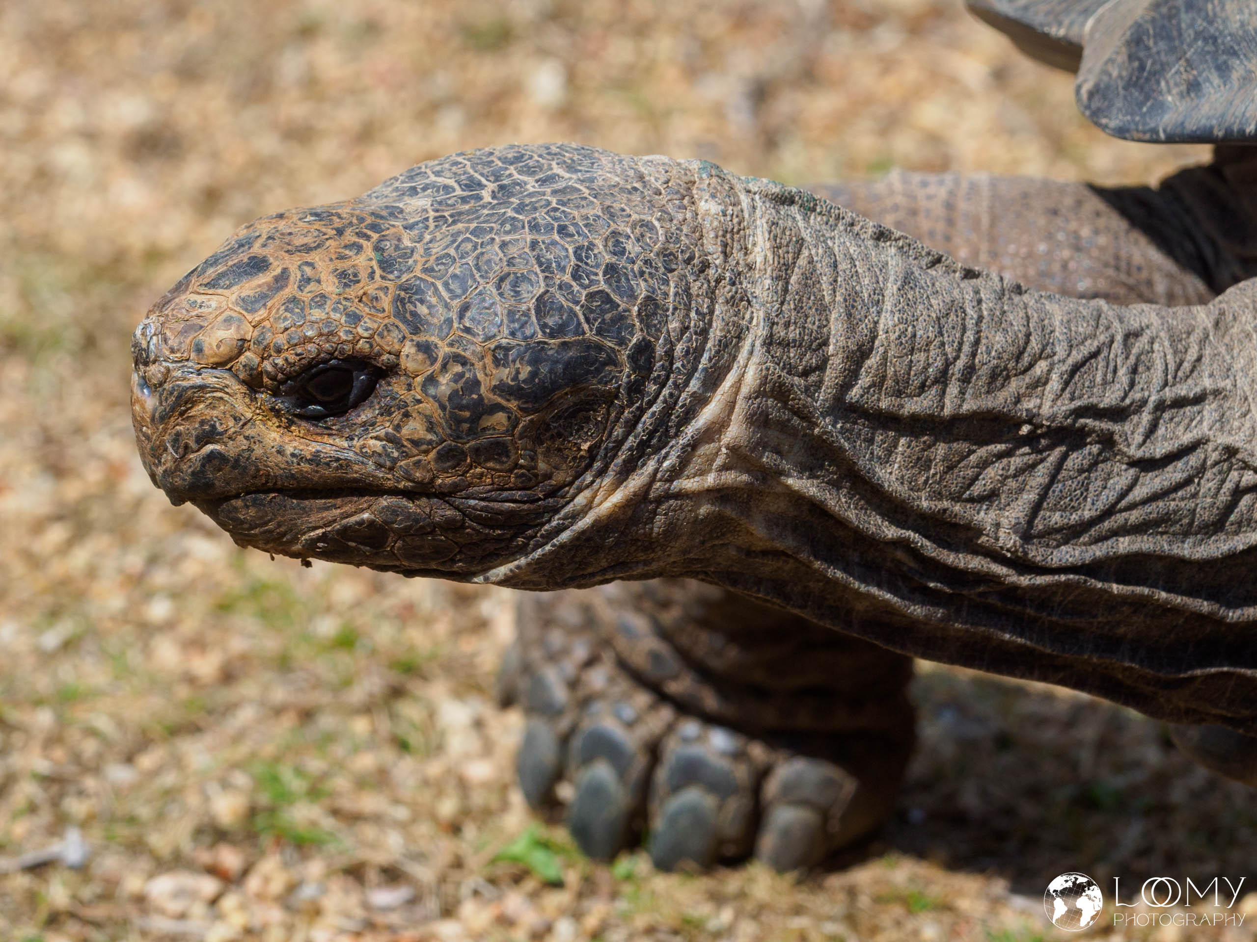 Galapagos-Riesenschildkröte