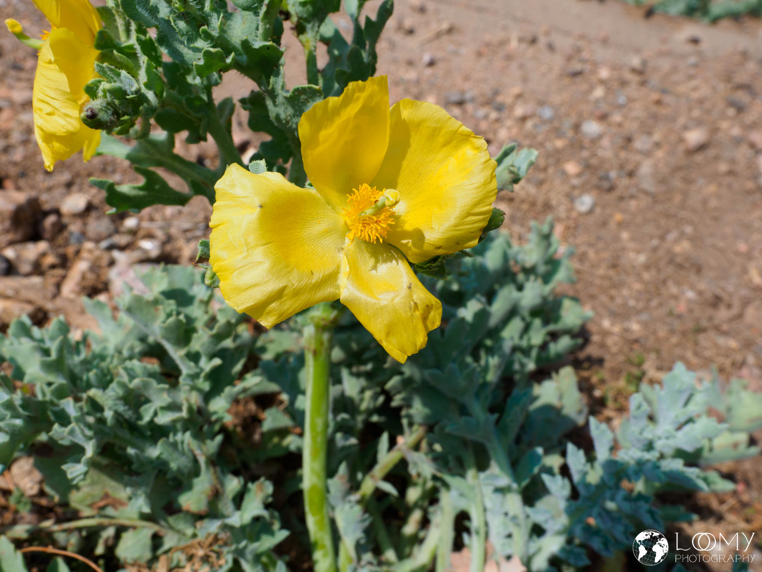 Gelber Hornmohn