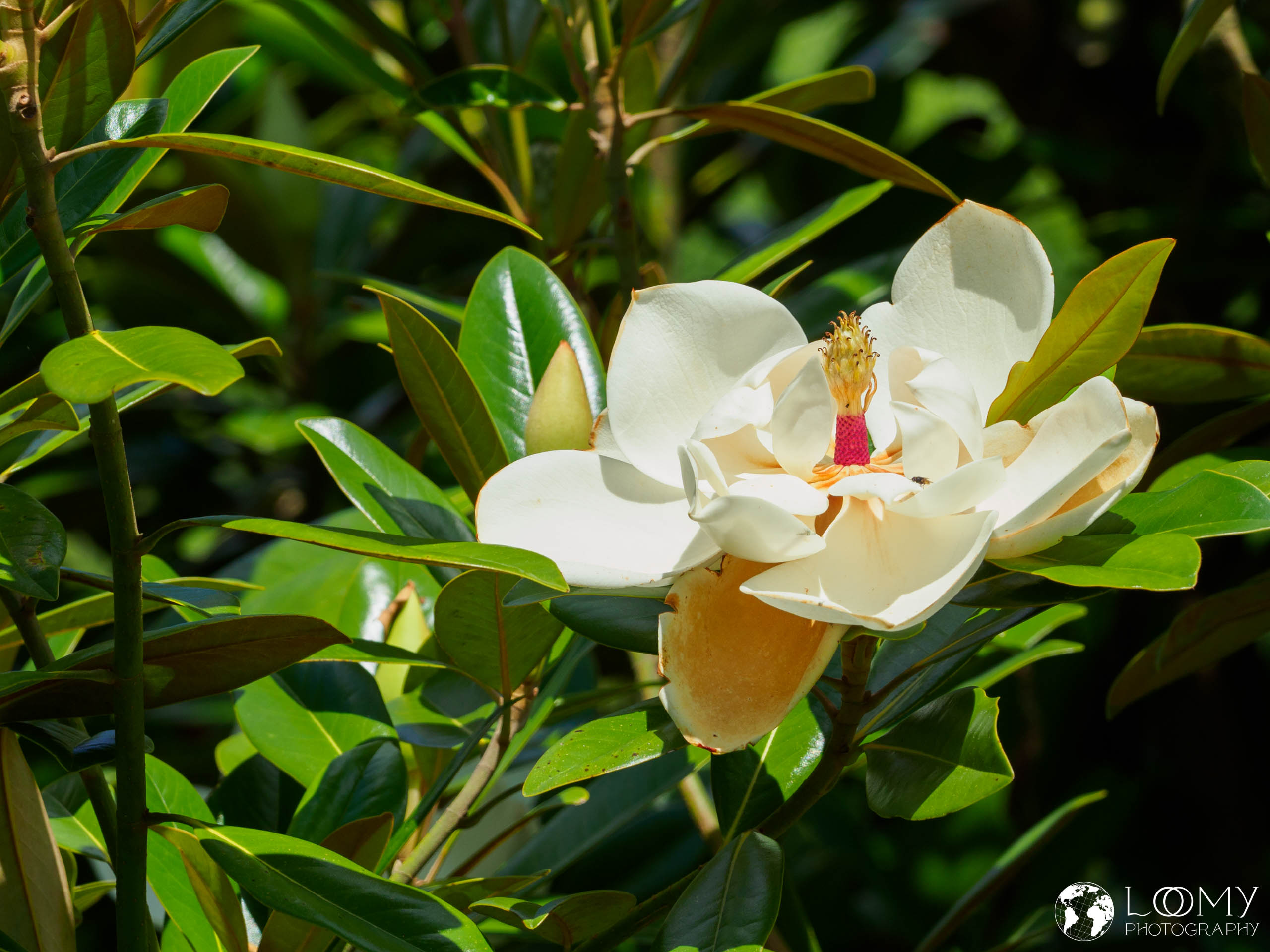 Grossblütige Magnolie