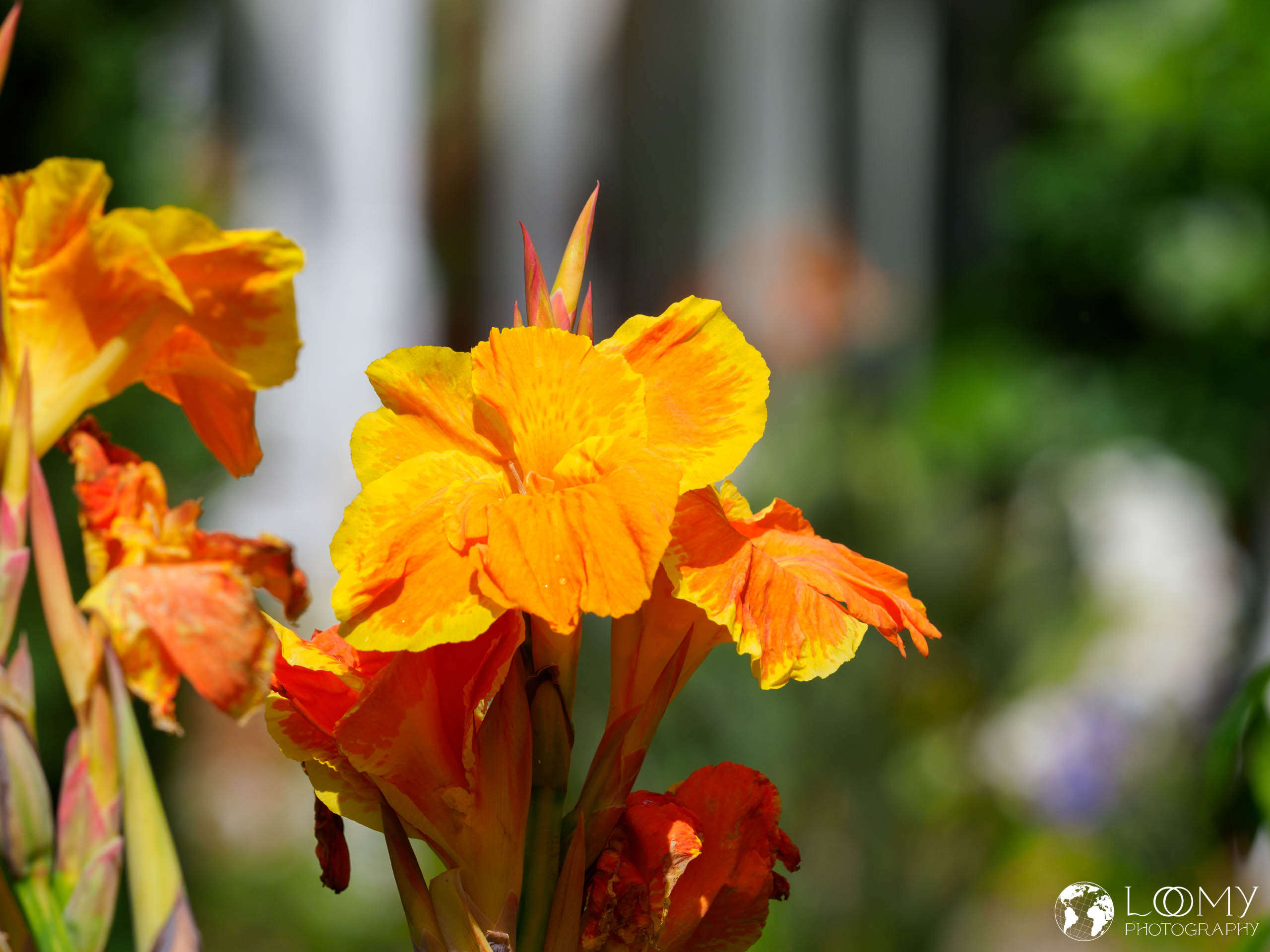 Indisches Blumenrohr