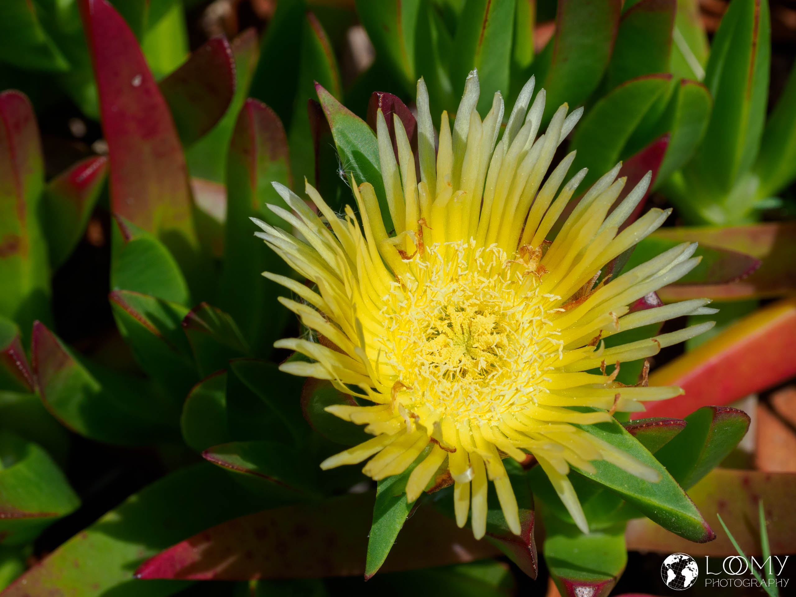 Essbare Mittagsblume