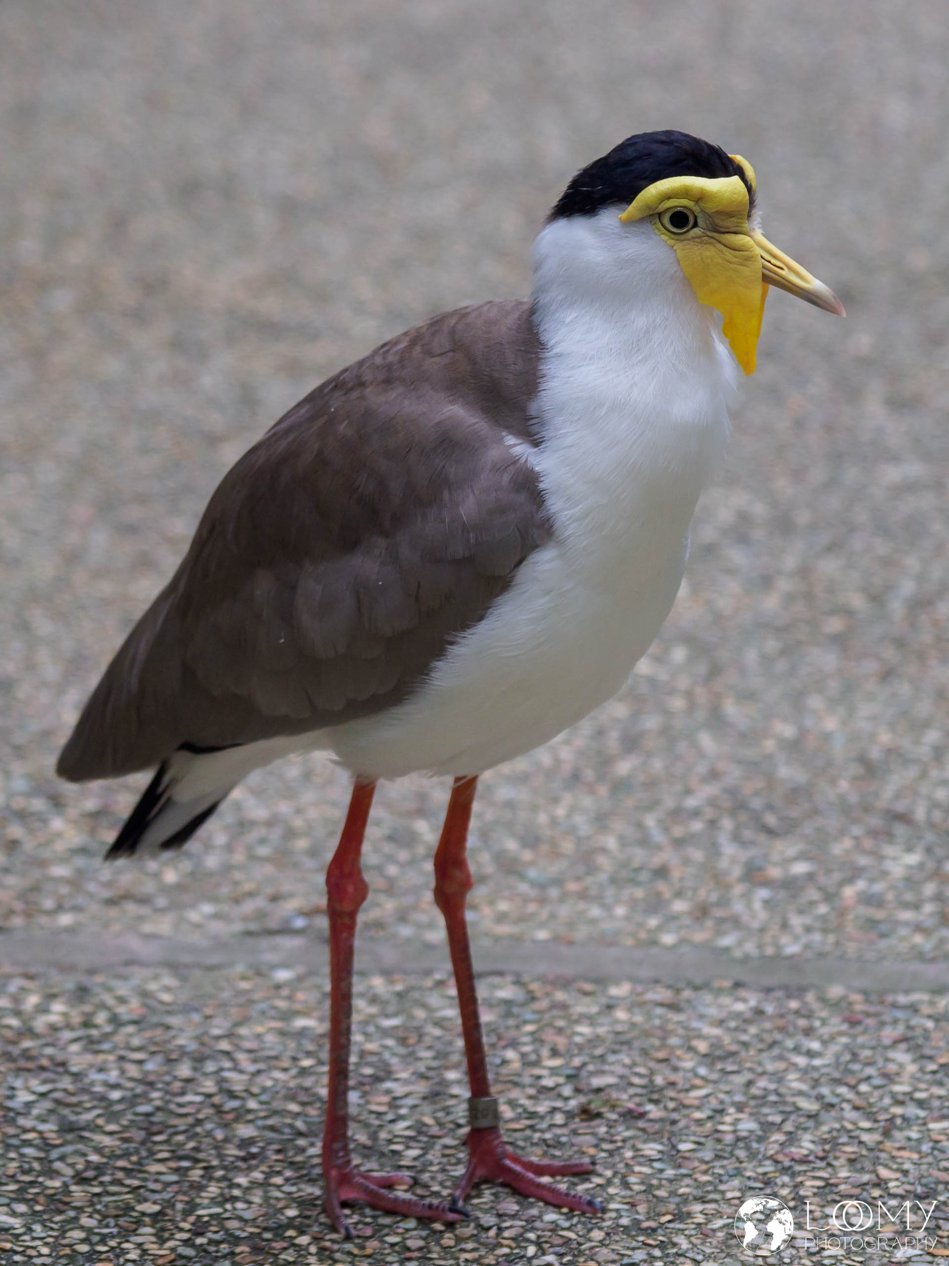 Masked Lapwing