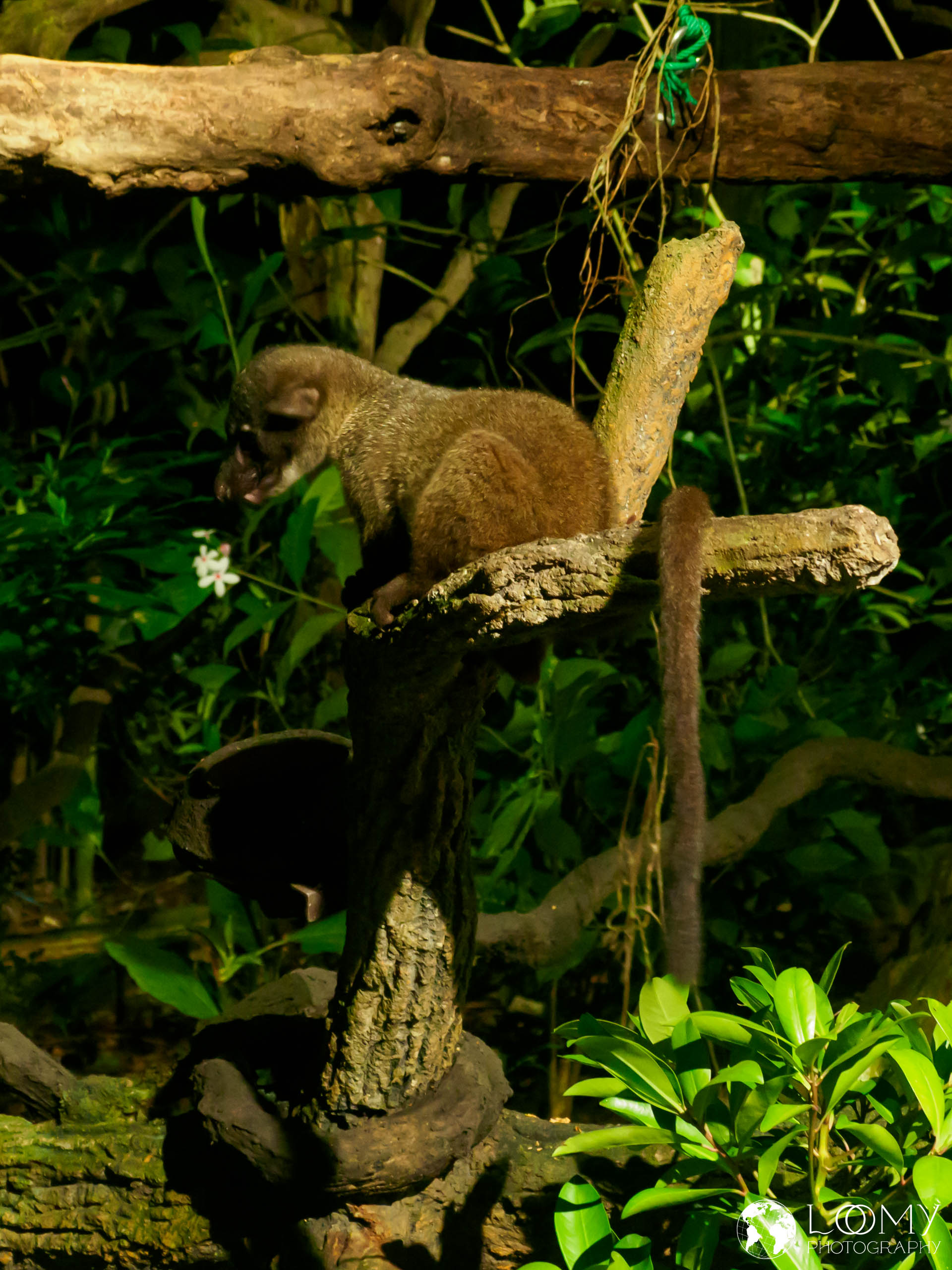Small-toothed palm civet