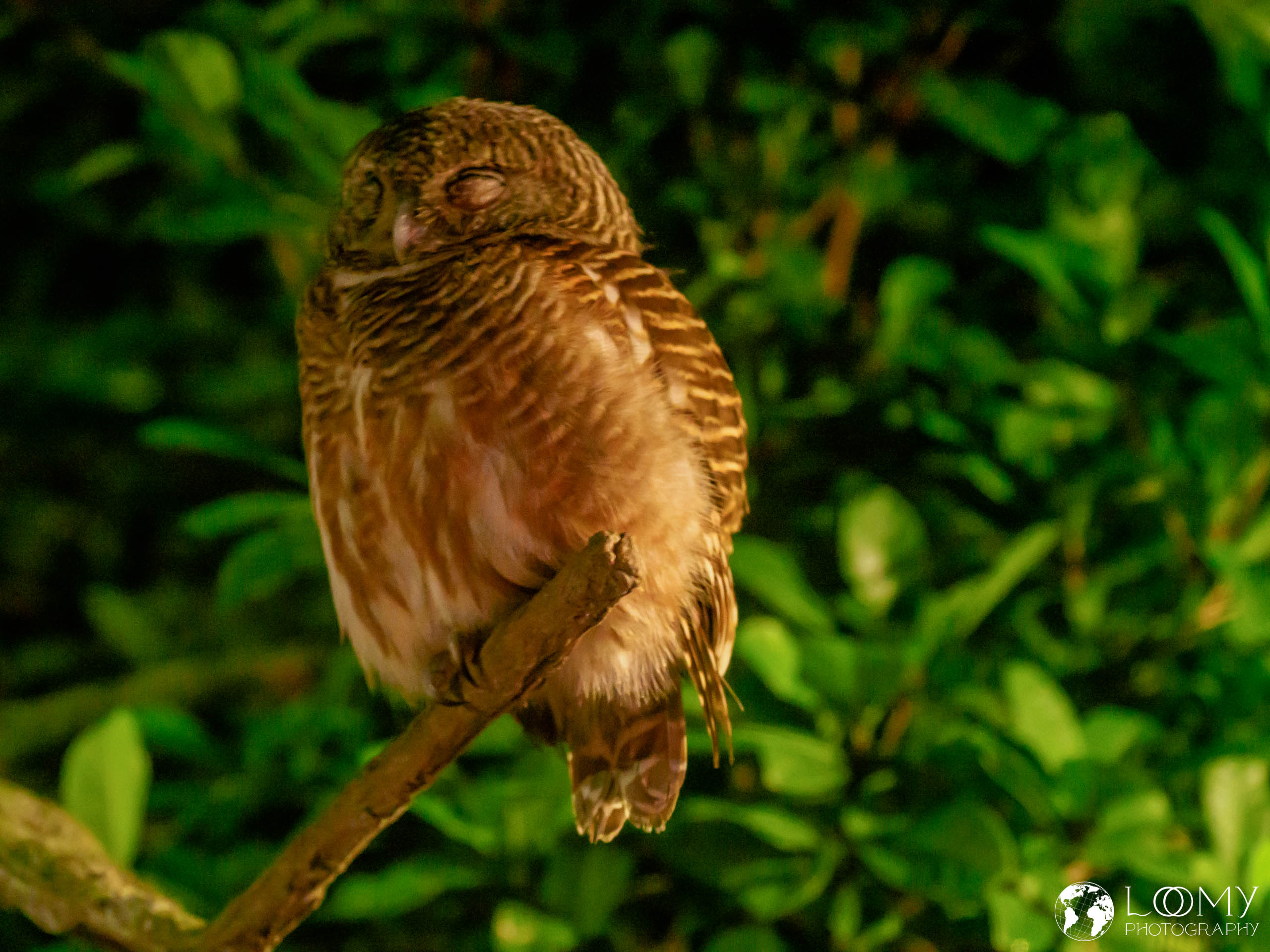 Collard owlet