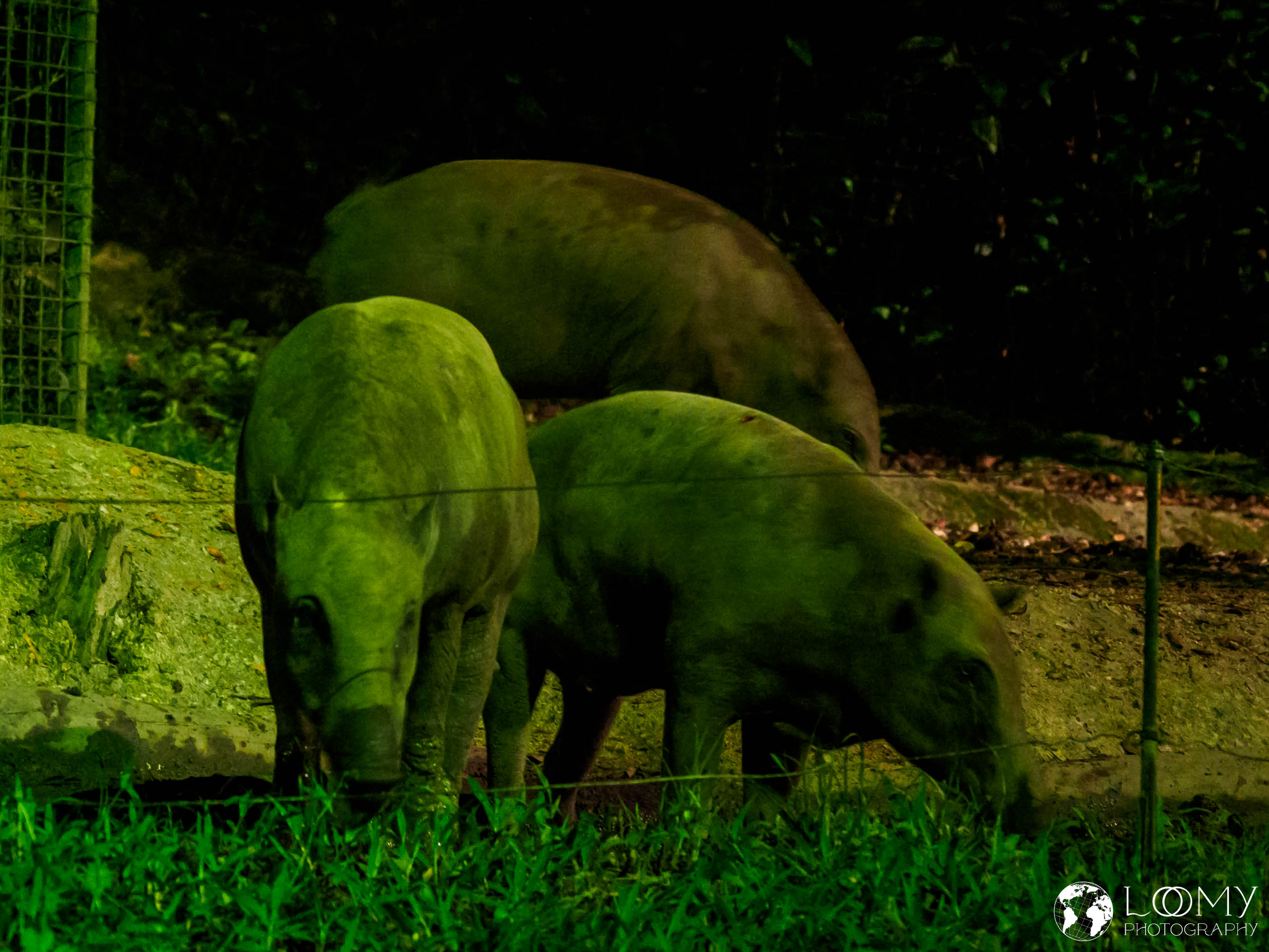 Babirusa
