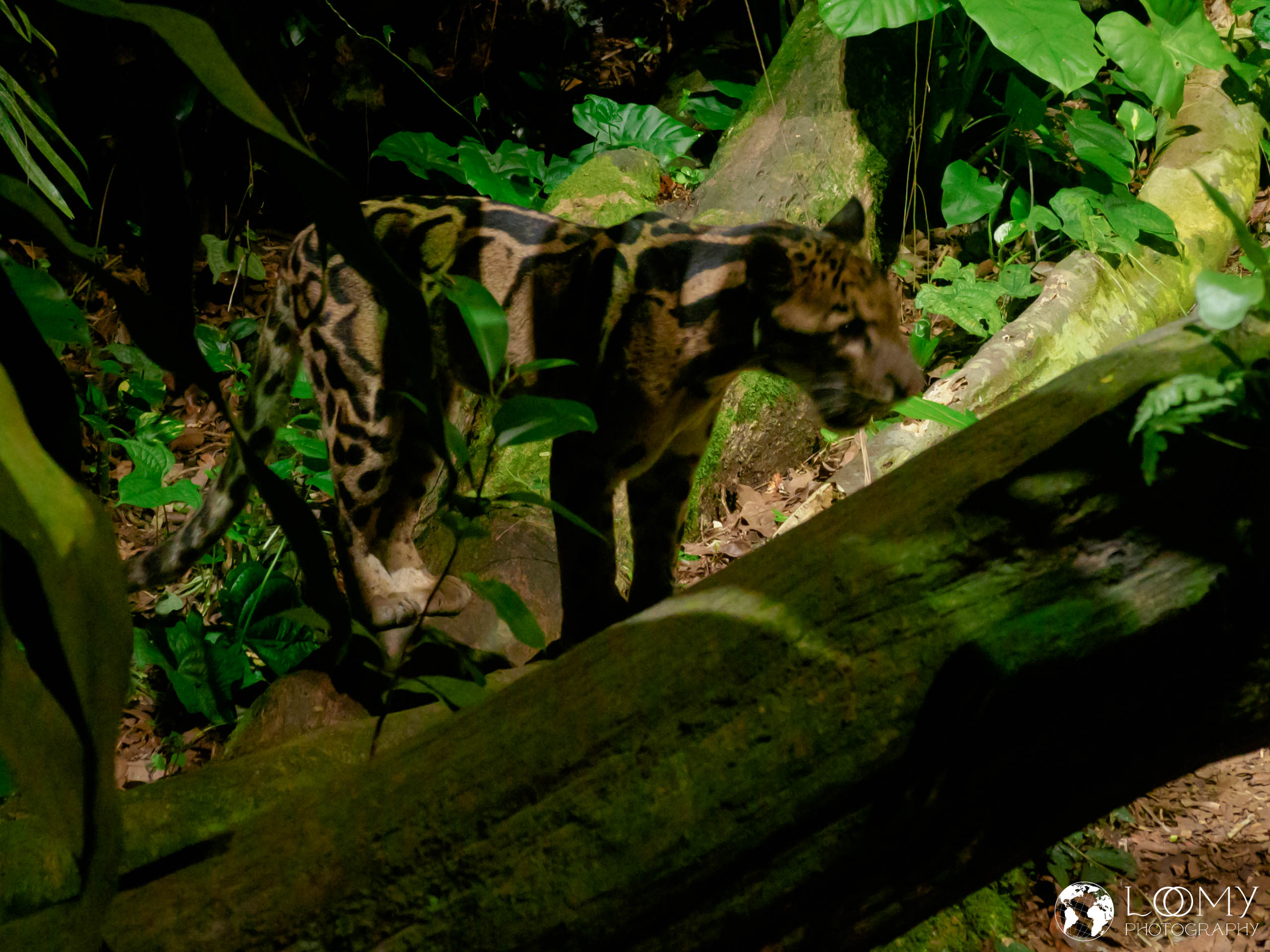 Clouded Leopard