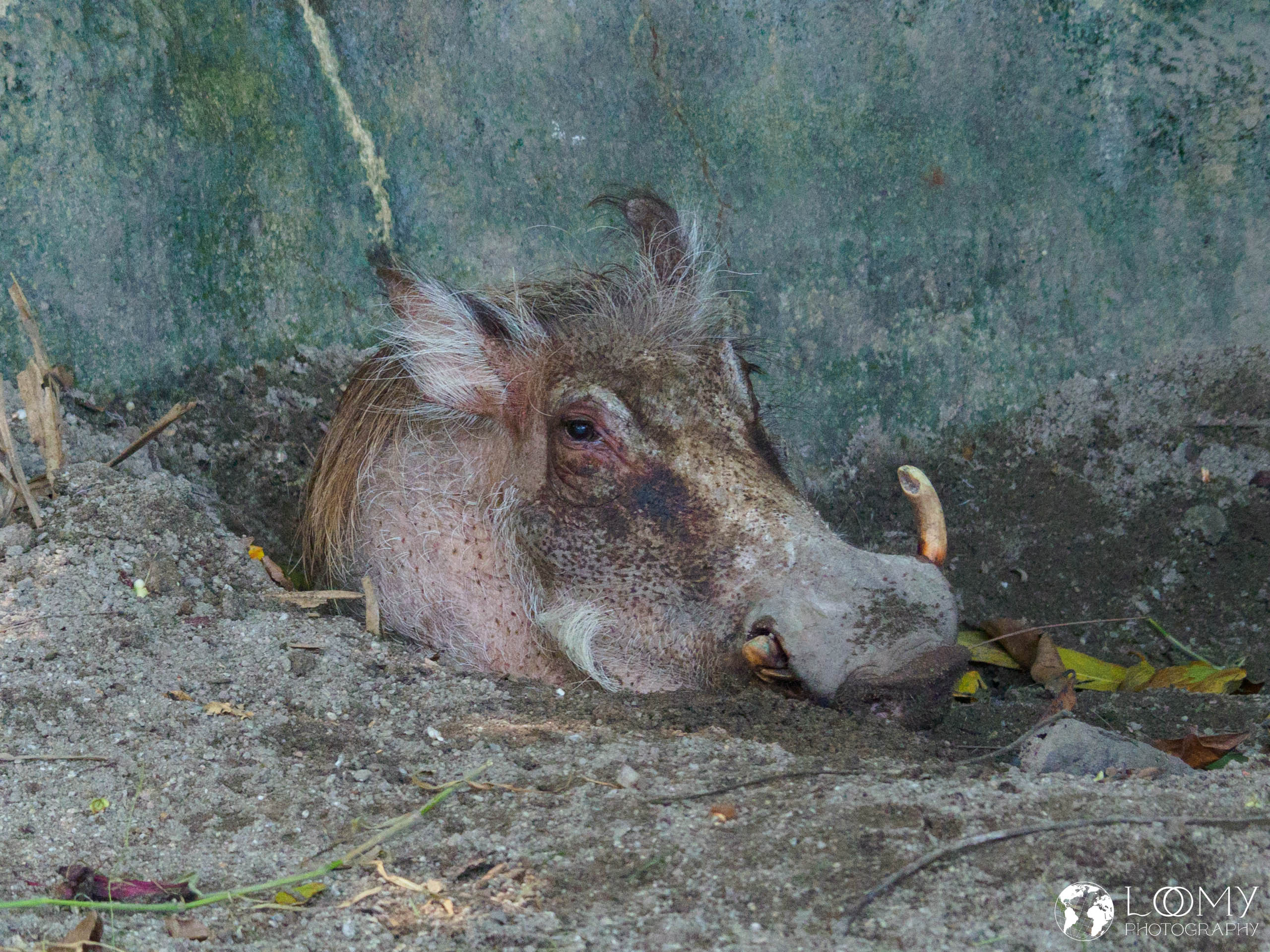 Desert Warthog