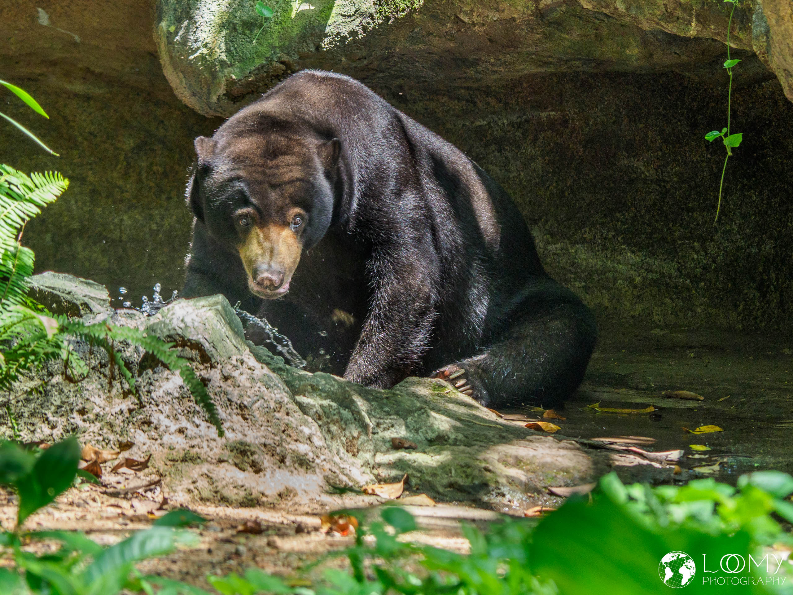 Malayan Sun Bear