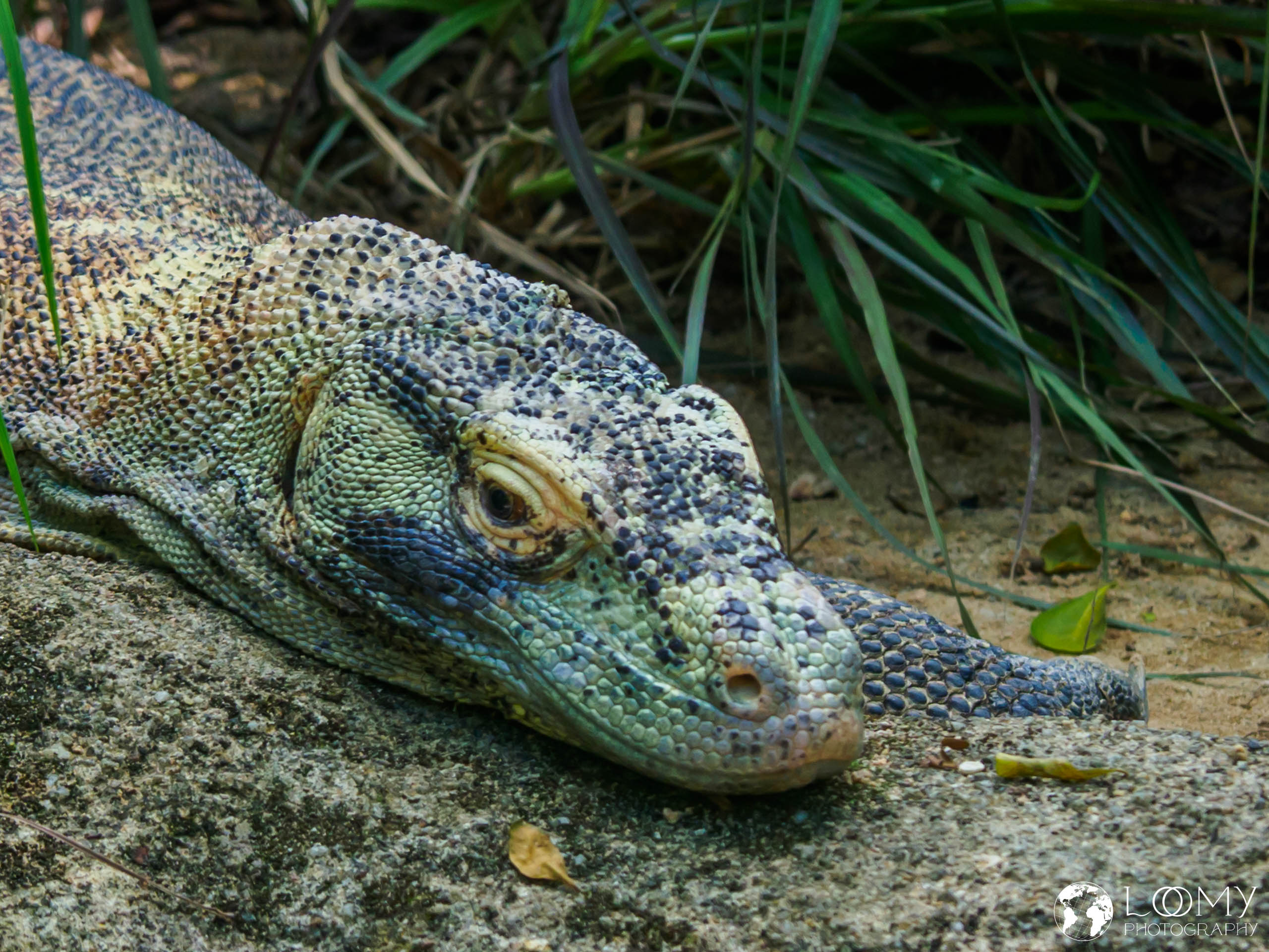 Komodo Dragon