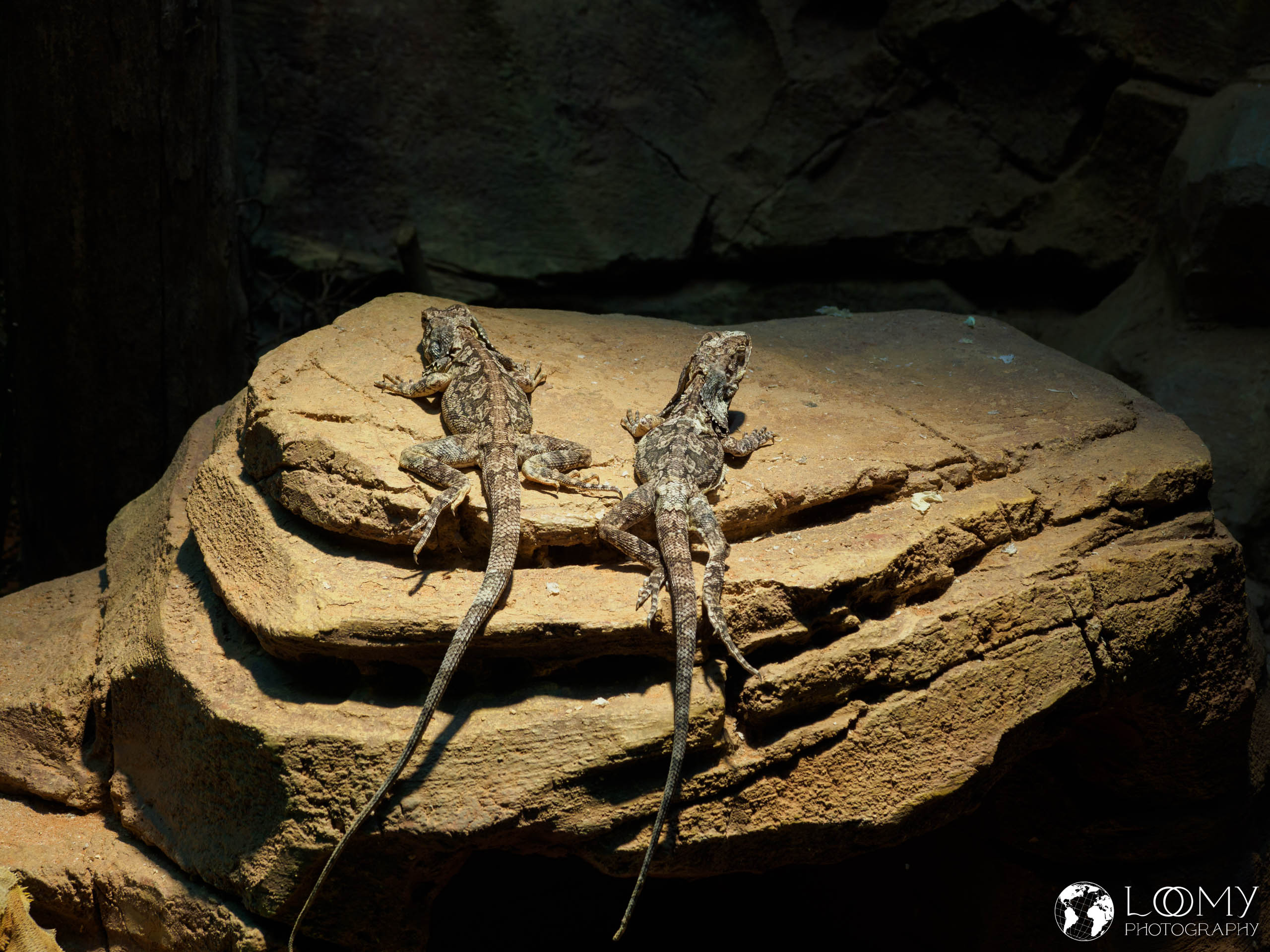Frilled Lizard