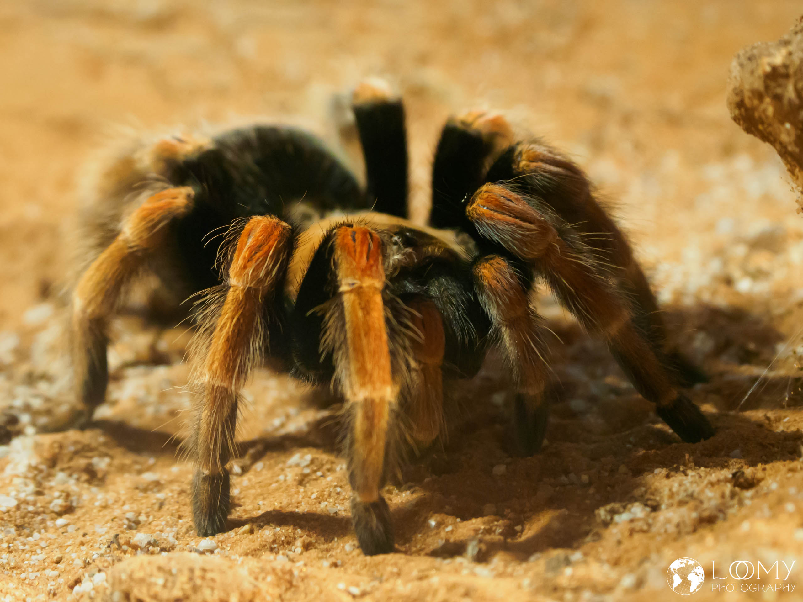 Mexican Redleg Tarantula