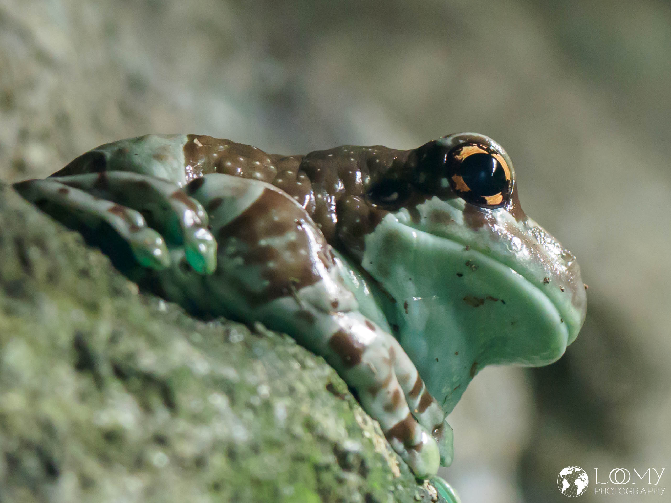 Amazon Milk Frog