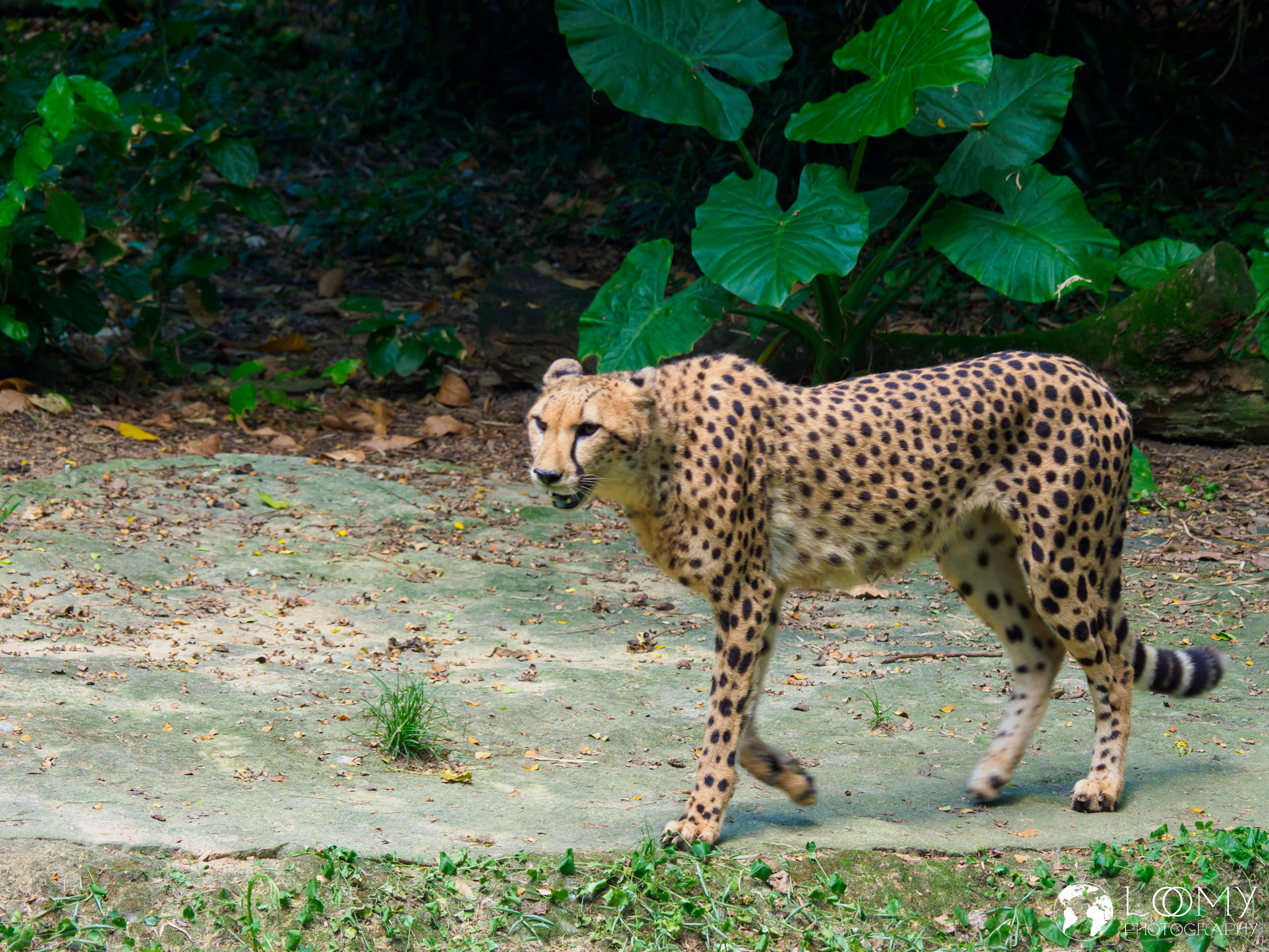 Gepard