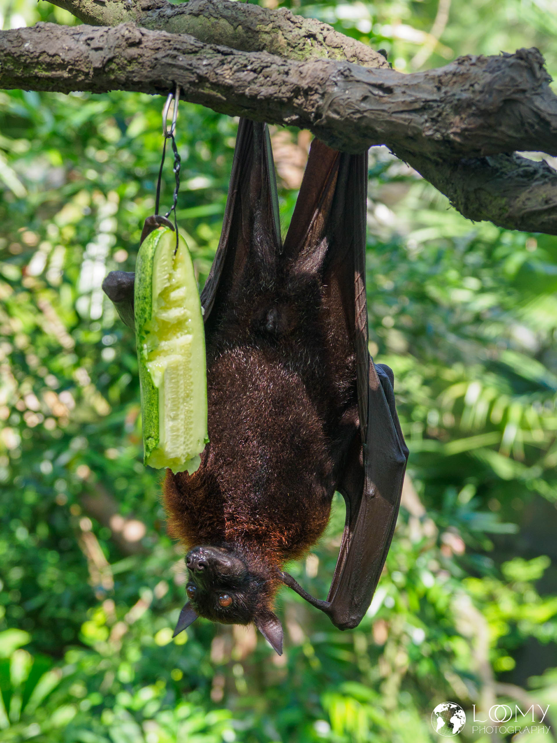 Malayan flying fox