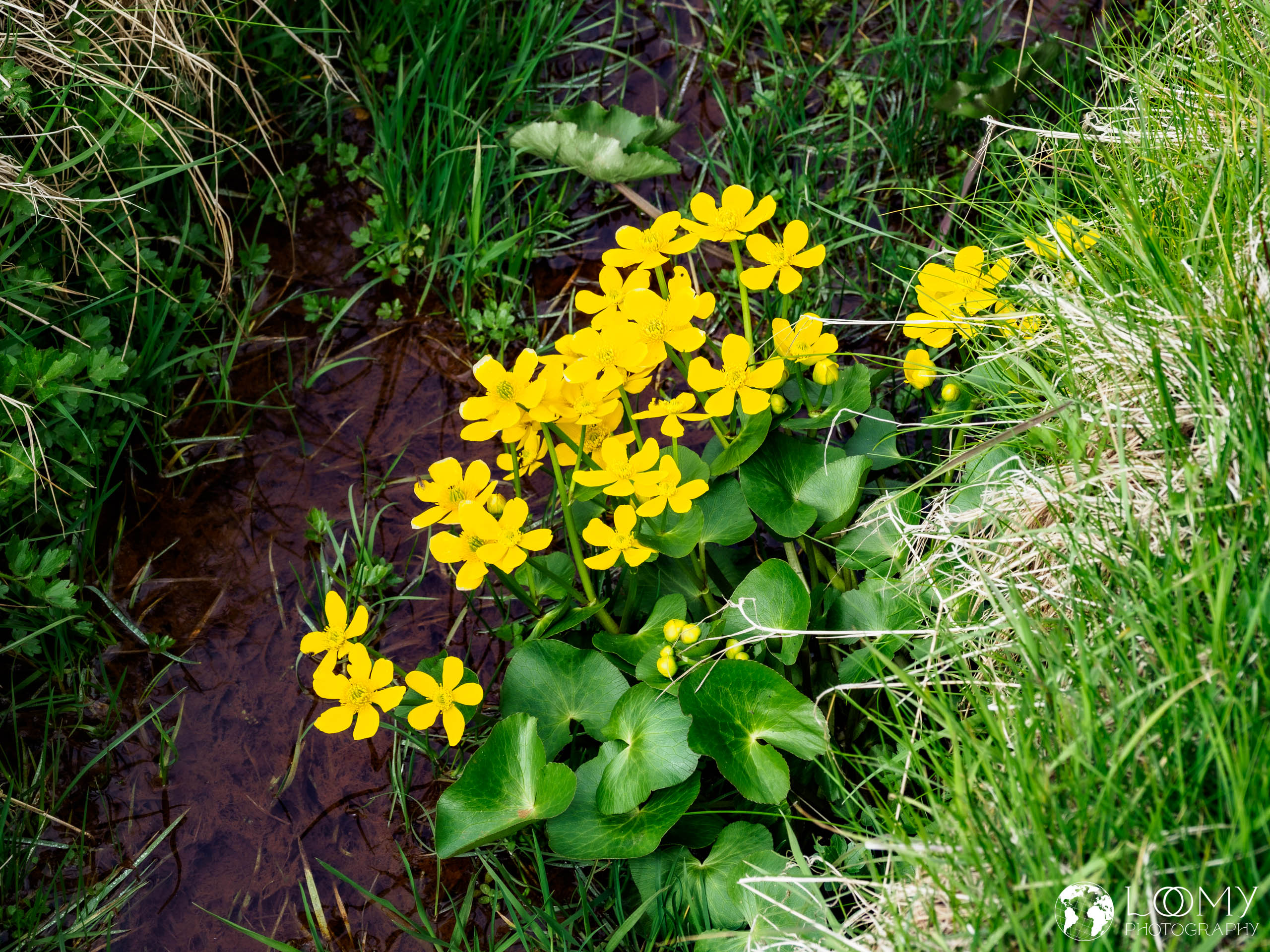 Sumpfdotterblume