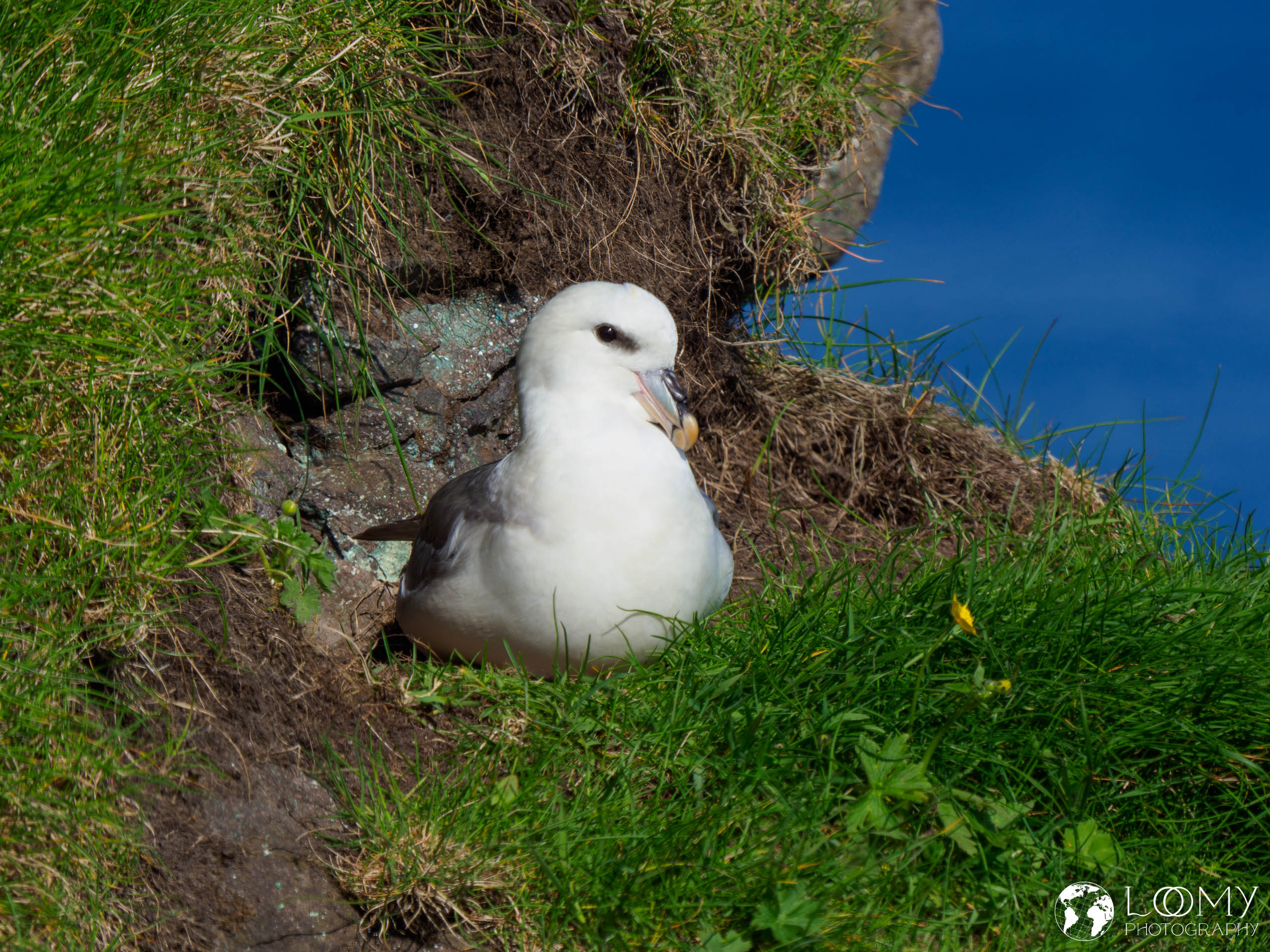 Eissturmvogel